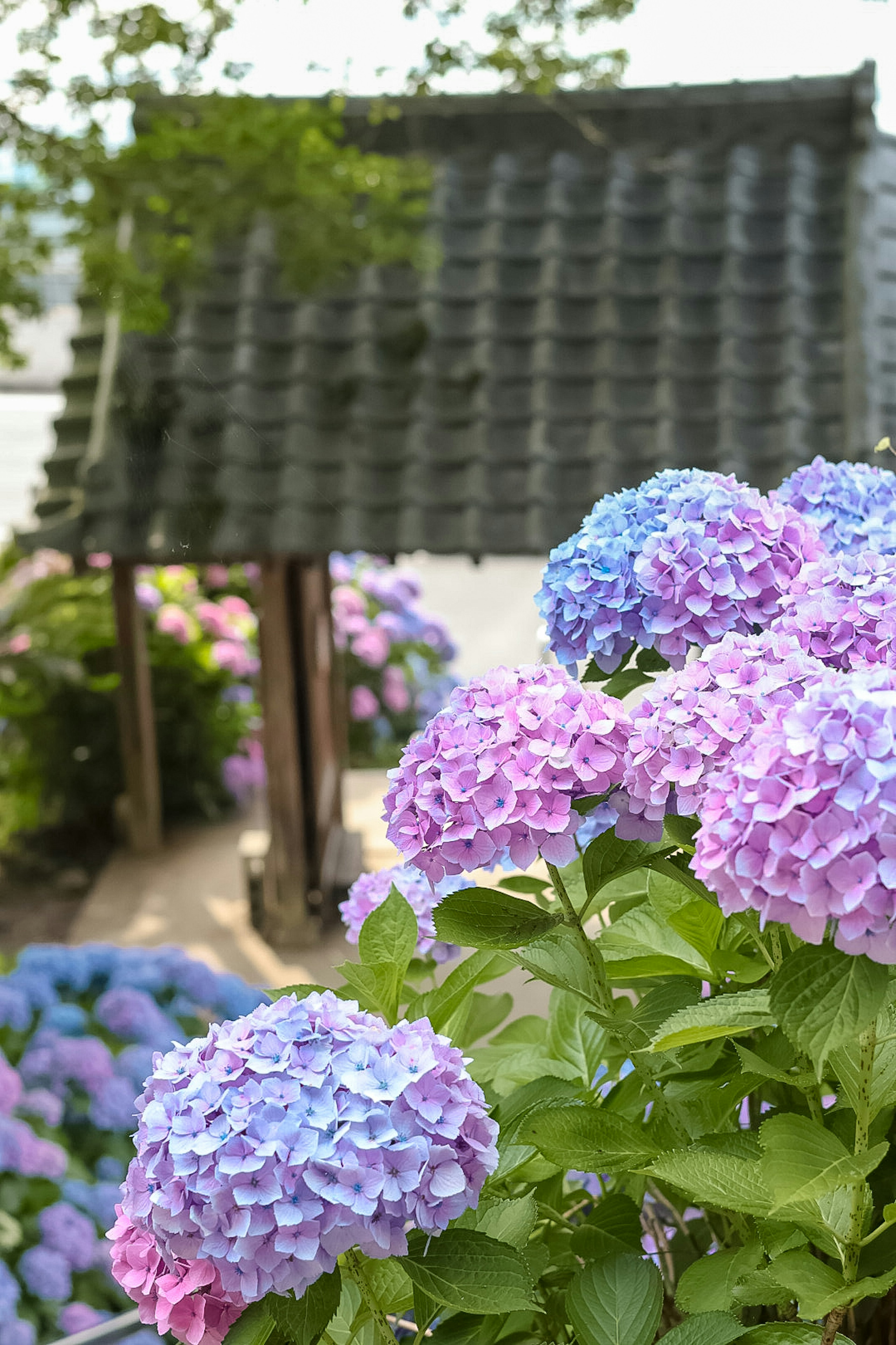 Fleurs d'hortensia en fleurs avec un toit traditionnel en tuiles en arrière-plan