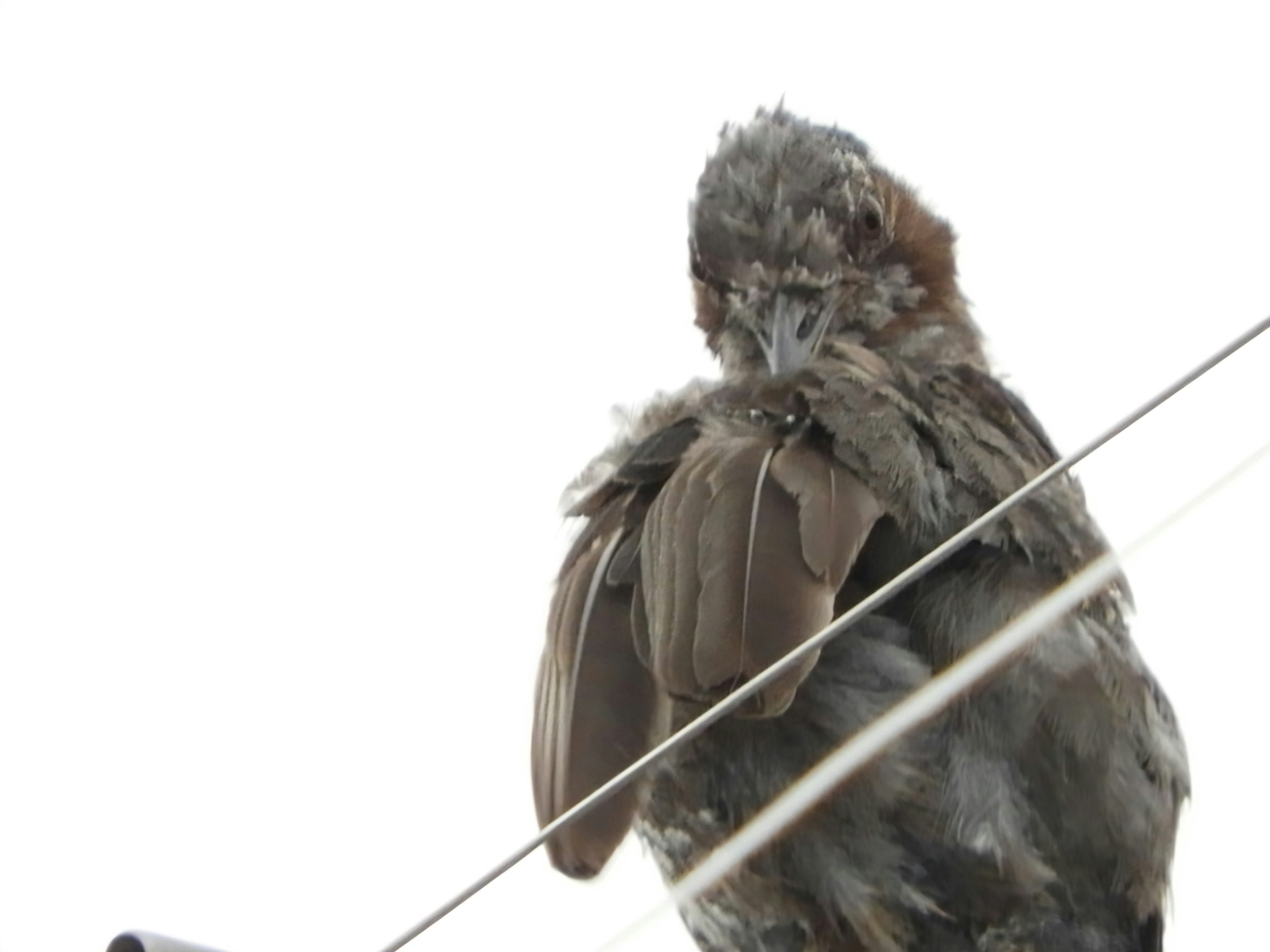 A bird preening its feathers on a wire