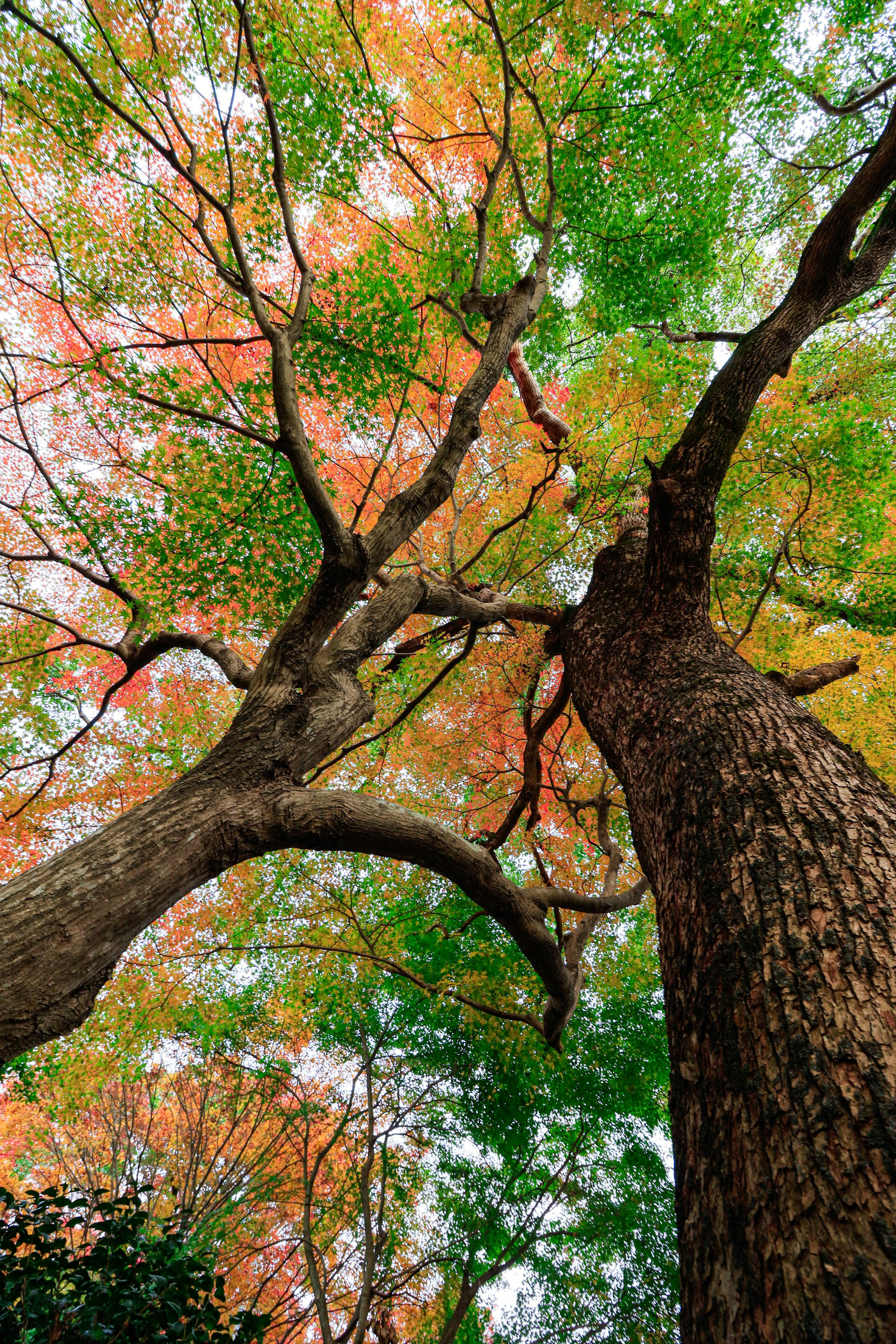 View looking up at trees with vibrant autumn foliage