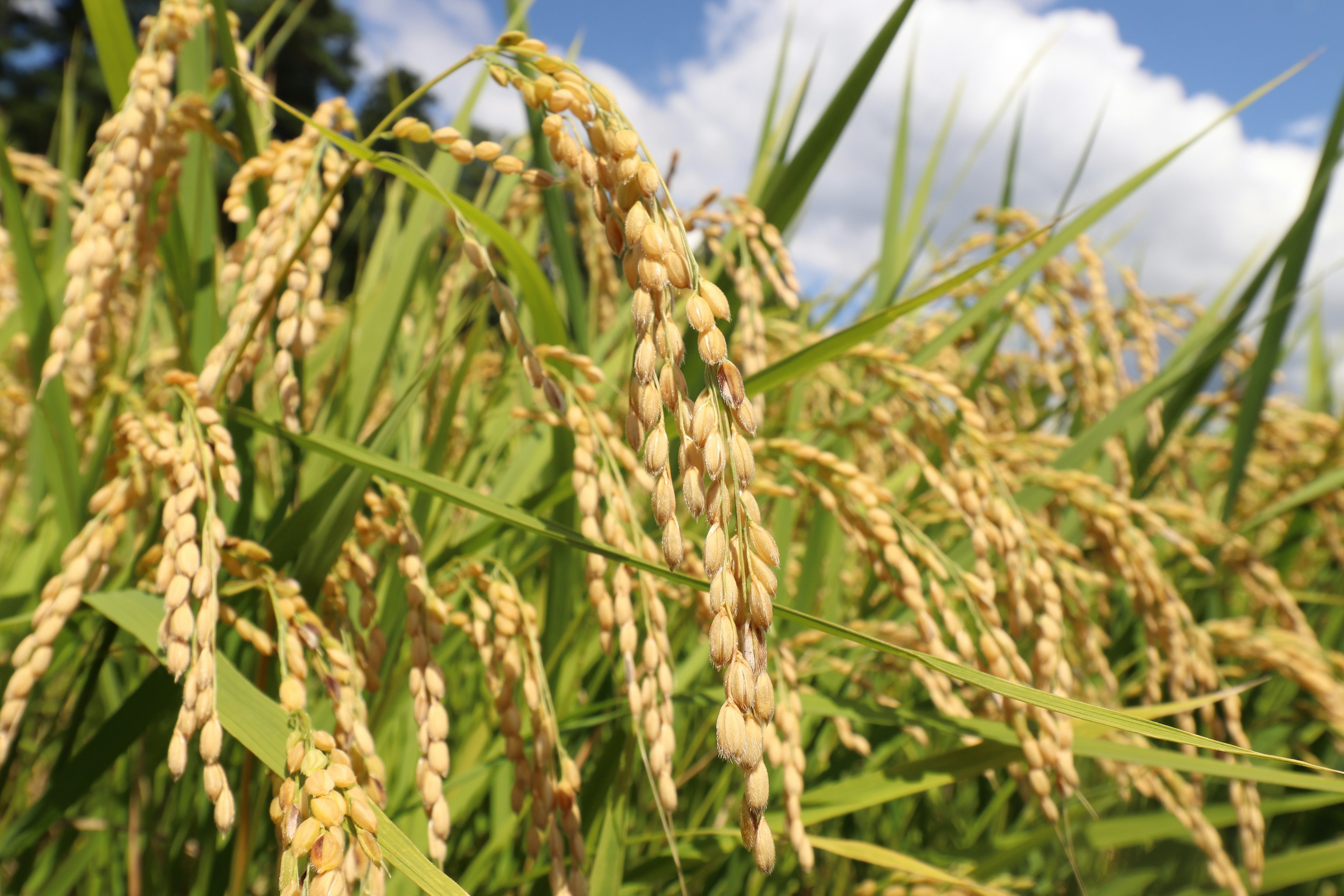 Épis de riz mûr se balançant sous un ciel bleu