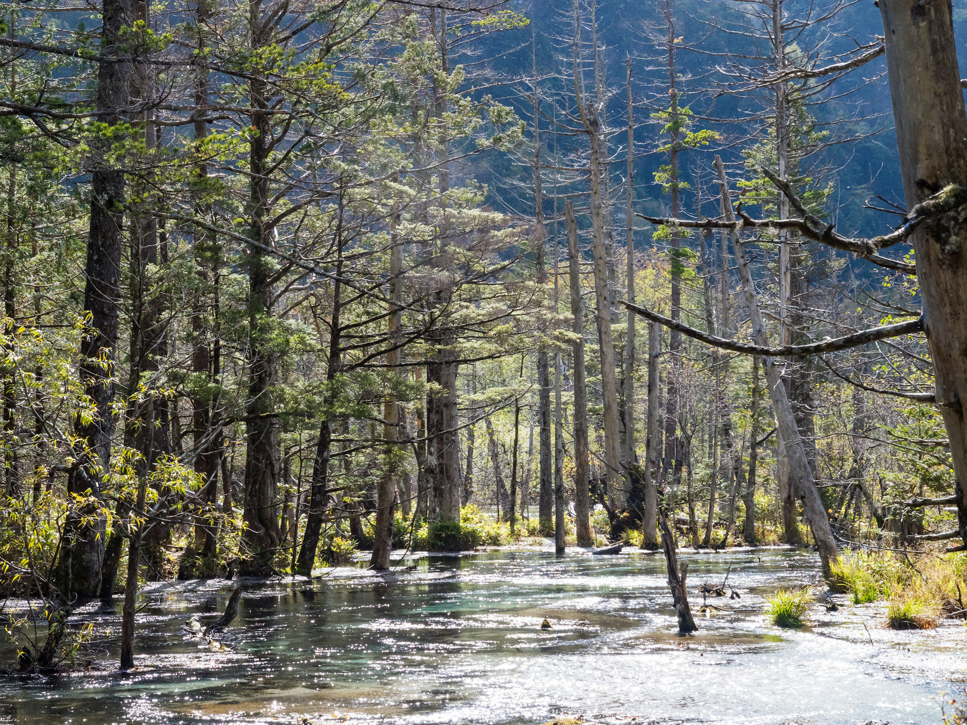 Ruhiger Wasserlauf umgeben von hohen Bäumen in einem Wald