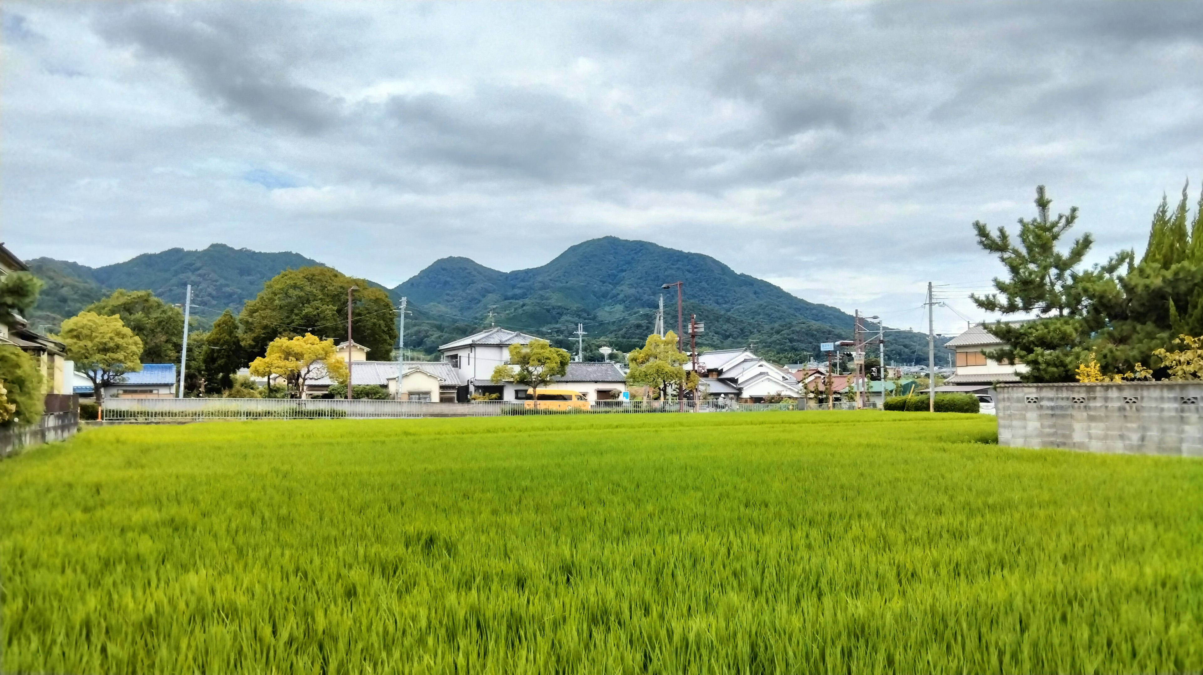 Lush green rice field with mountains in the background