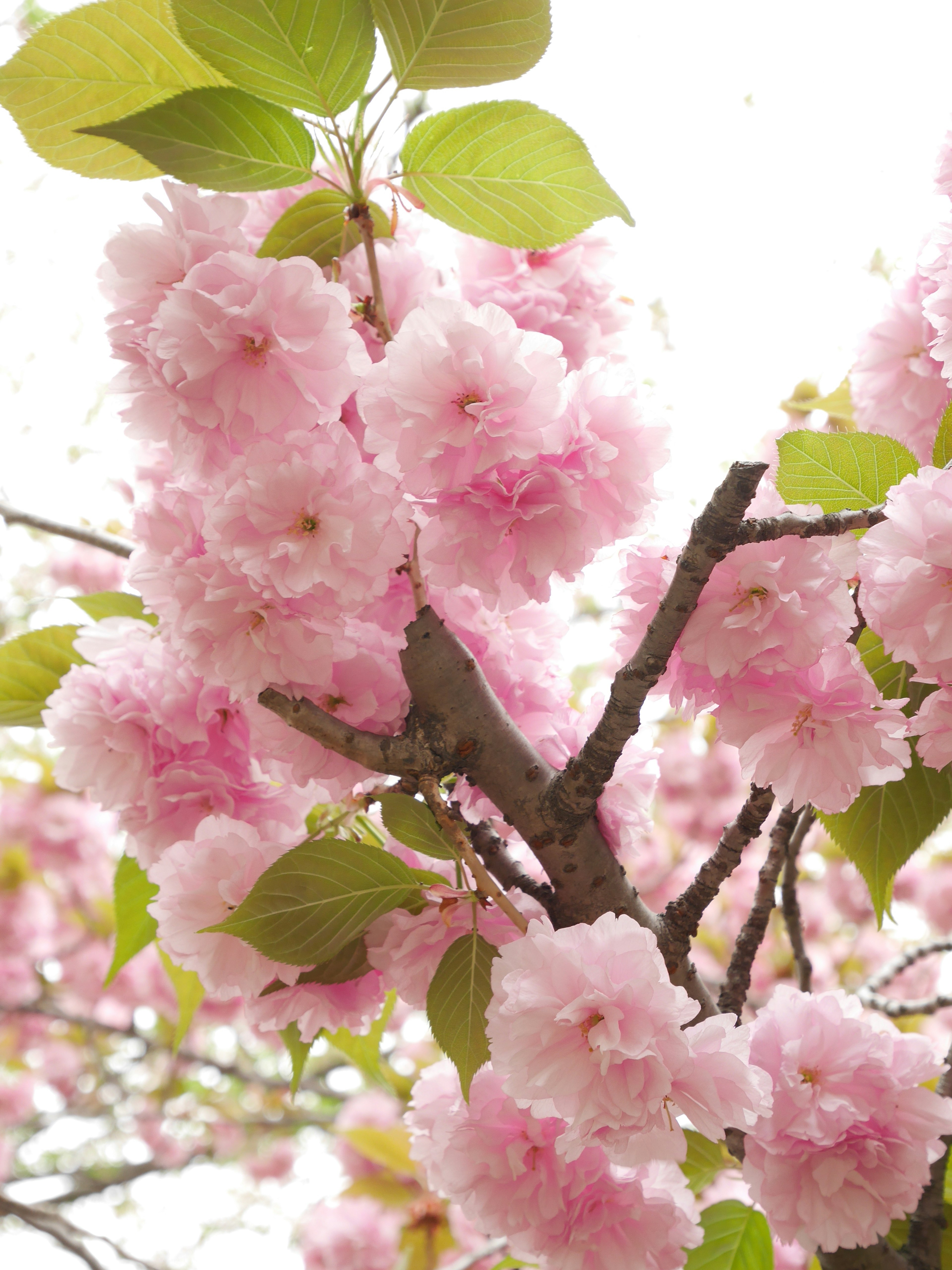 Acercamiento de flores de cerezo en una rama