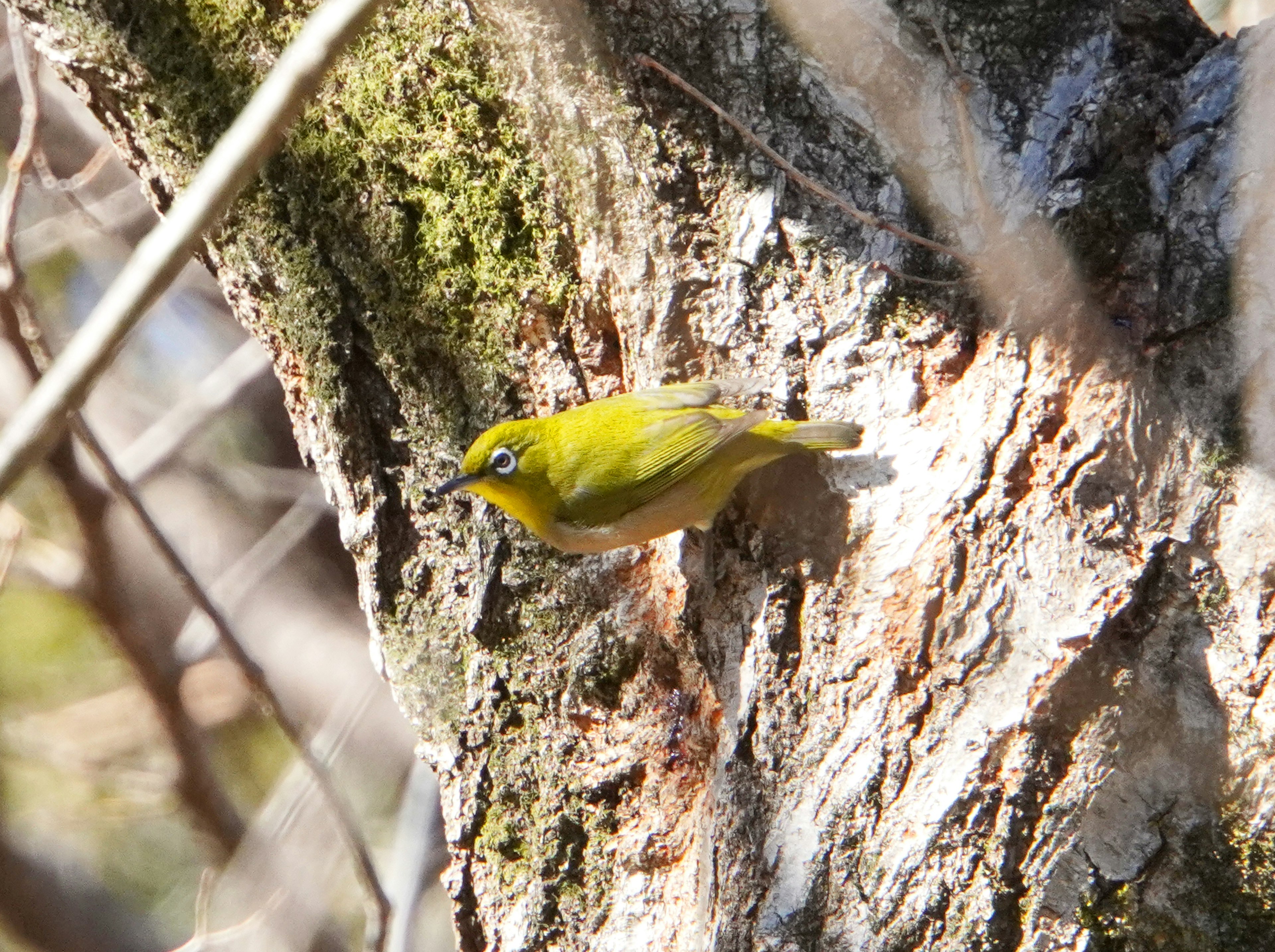 Kleiner gelber Vogel auf einem Baumstamm