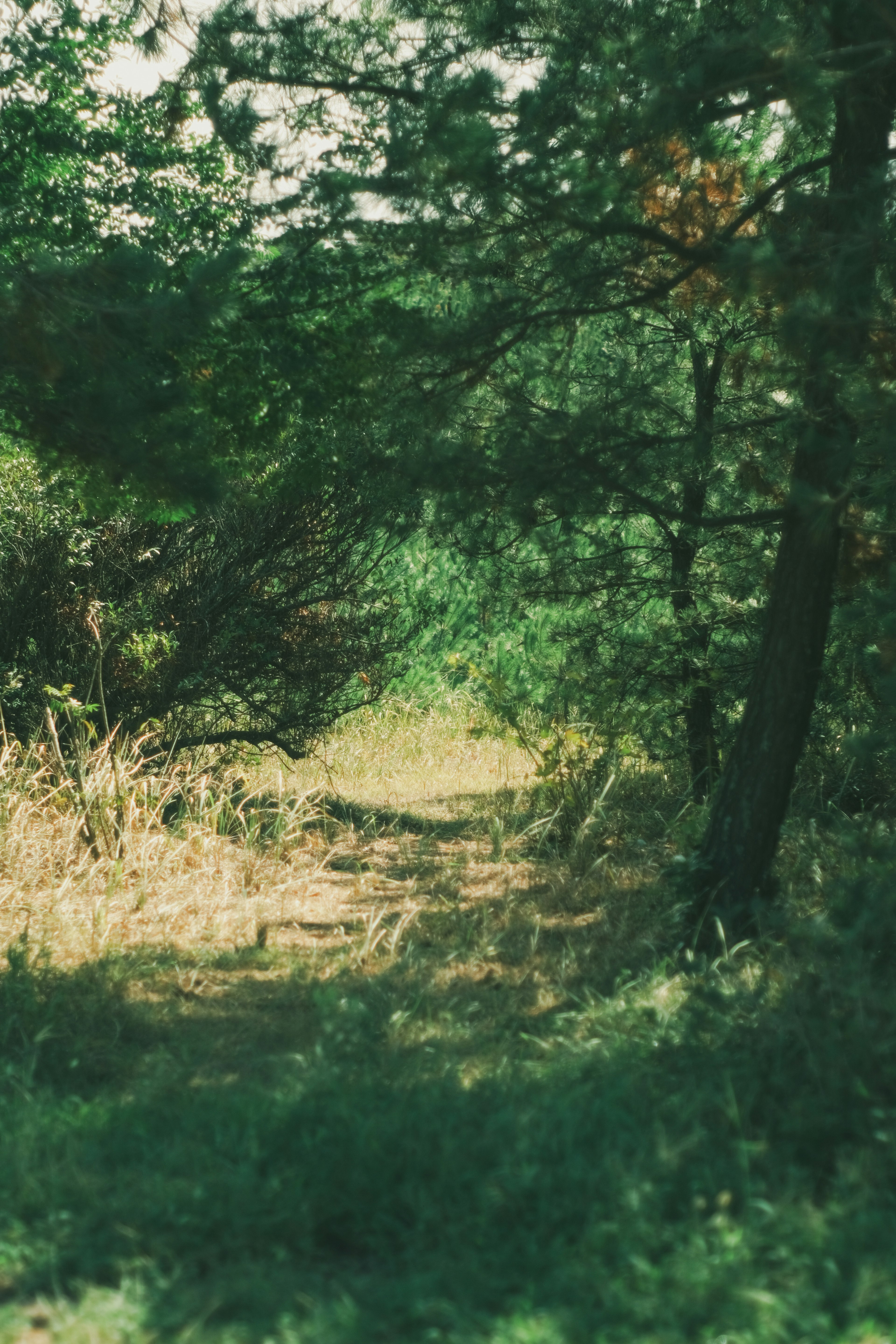 A serene forest path surrounded by lush greenery