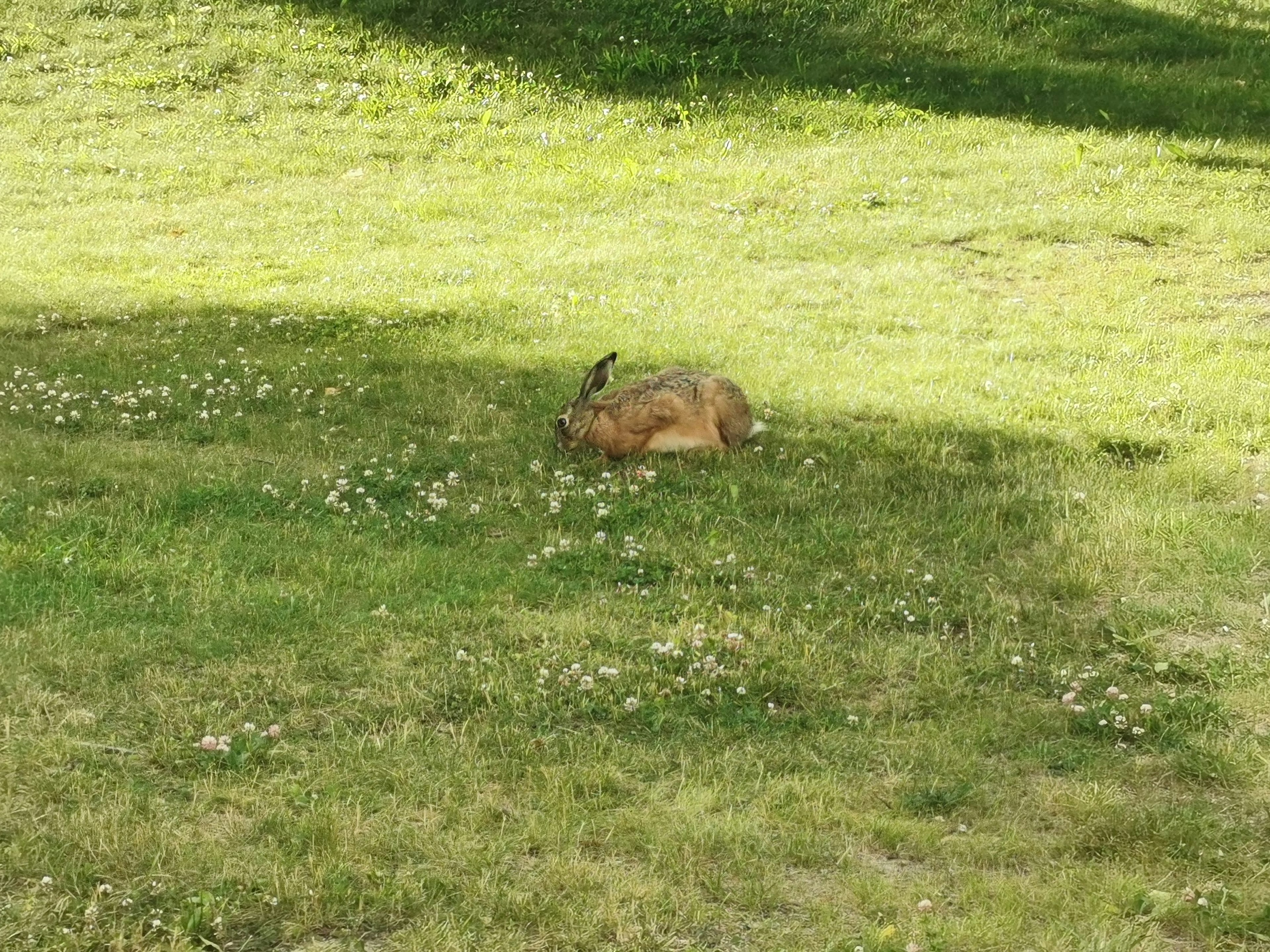 Animal reposant dans l'herbe avec un petit oiseau perché dessus