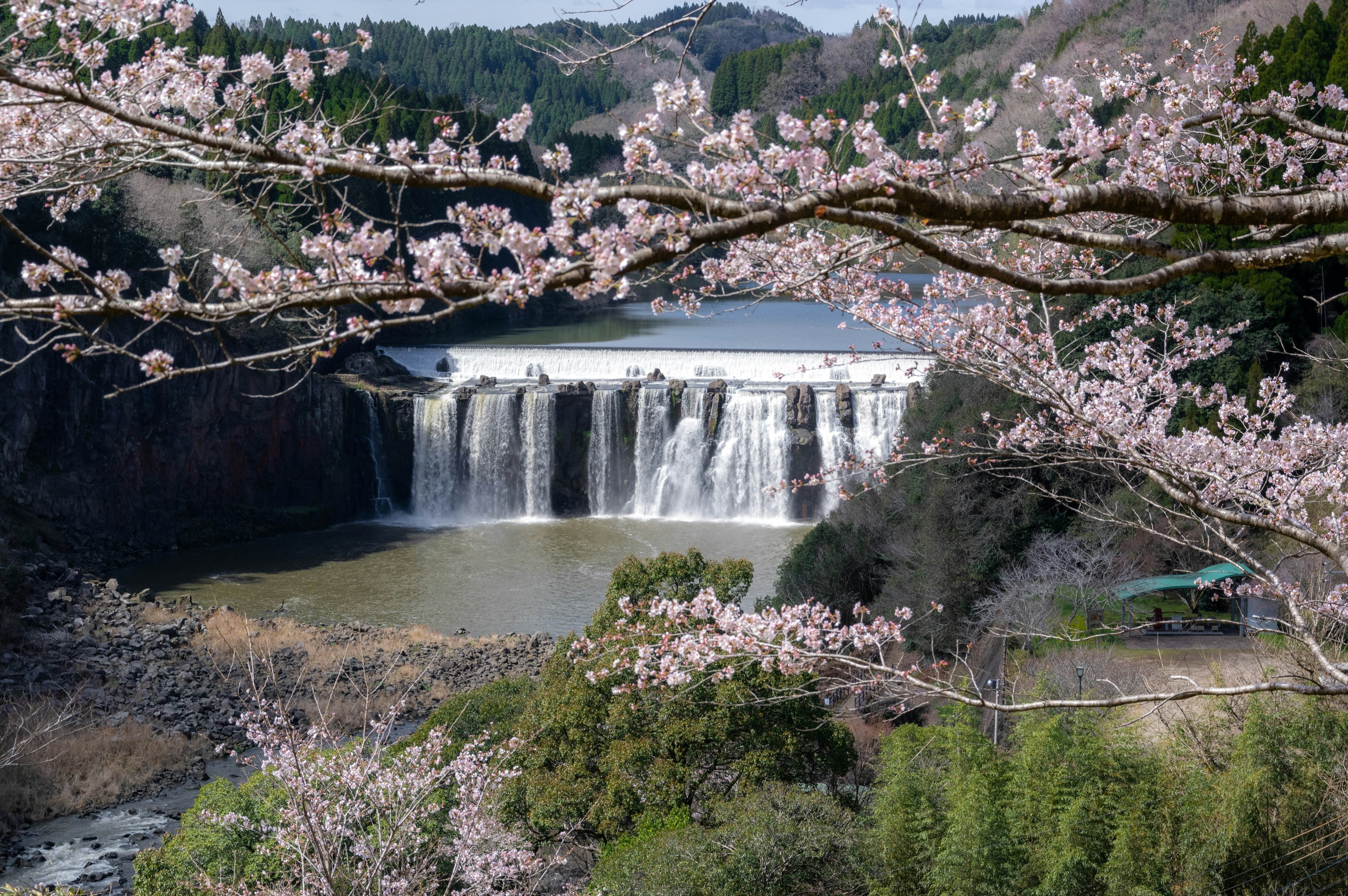 Pemandangan indah air terjun dikelilingi bunga sakura dan danau