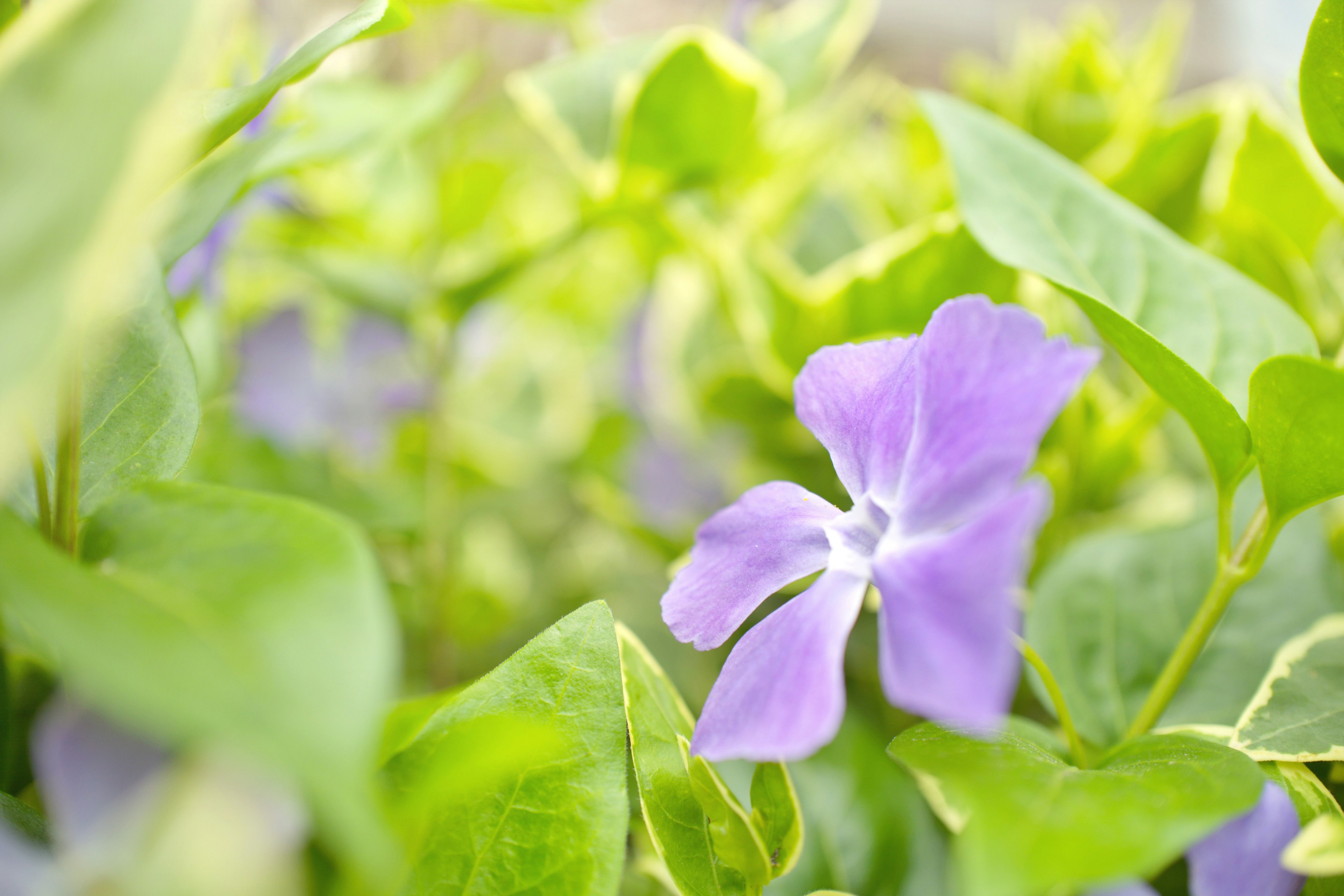 緑の葉の中に咲く紫色の花