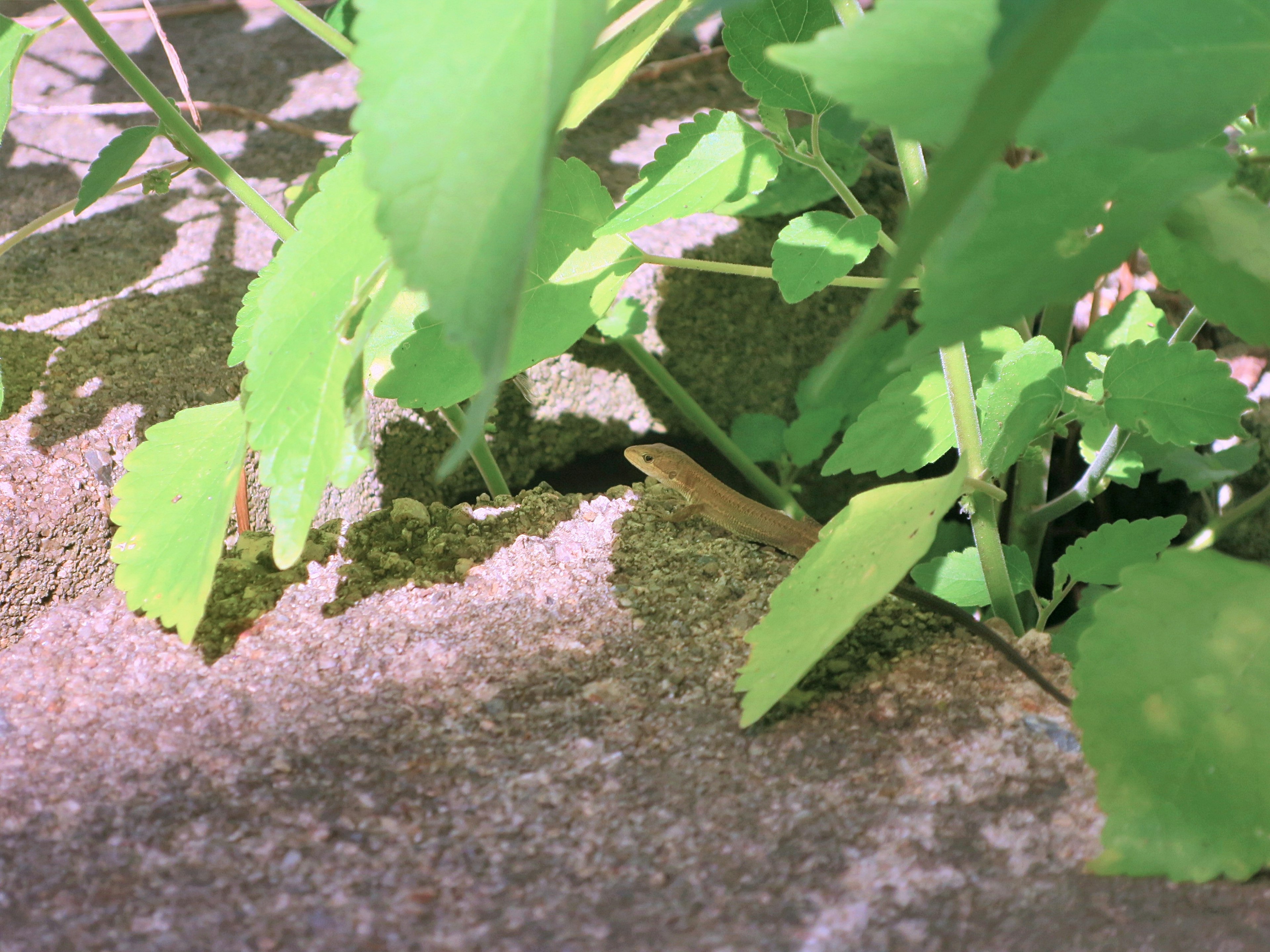 Foto de una pequeña criatura oculta entre hojas verdes