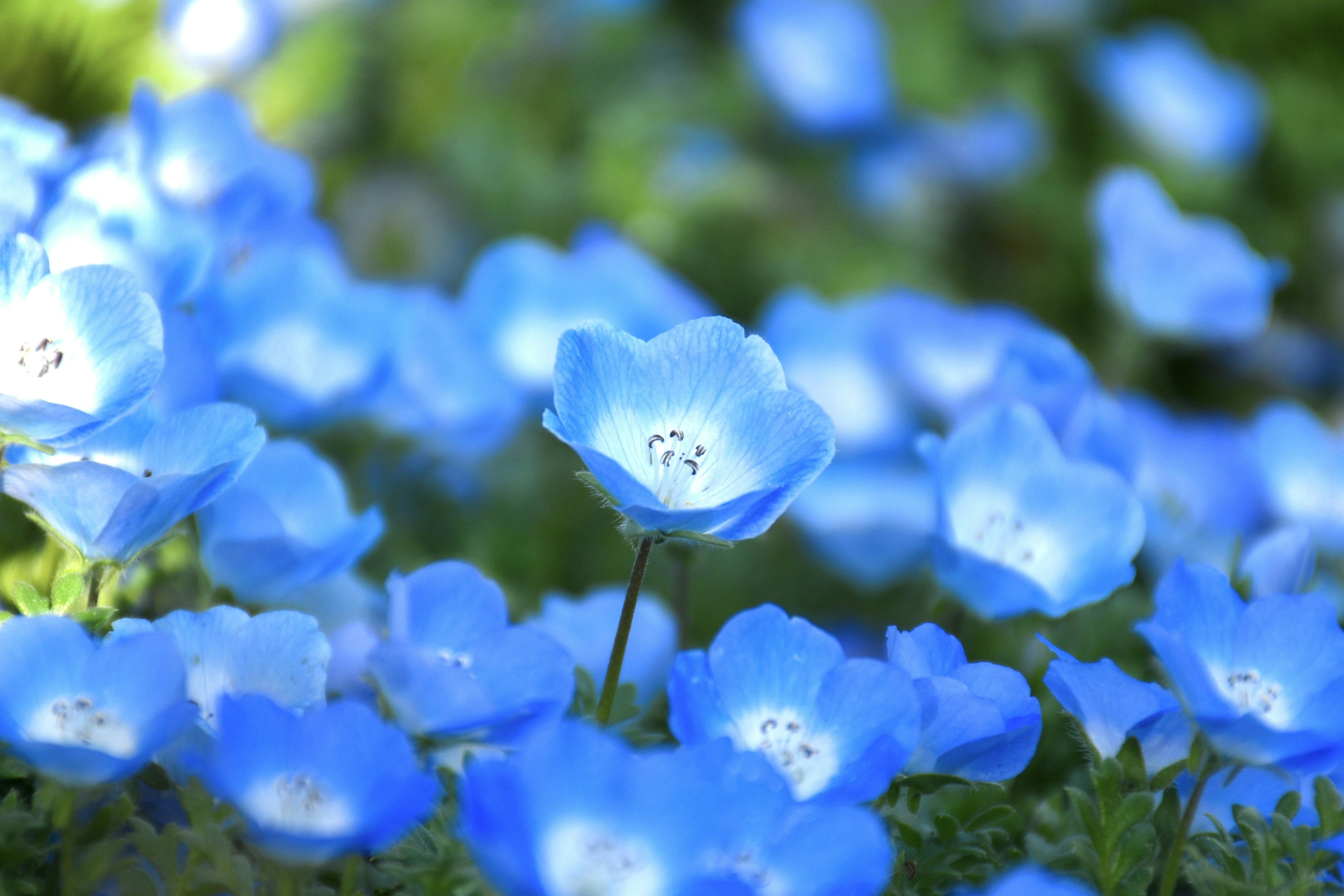 Feld mit lebhaften blauen Blumen in Blüte