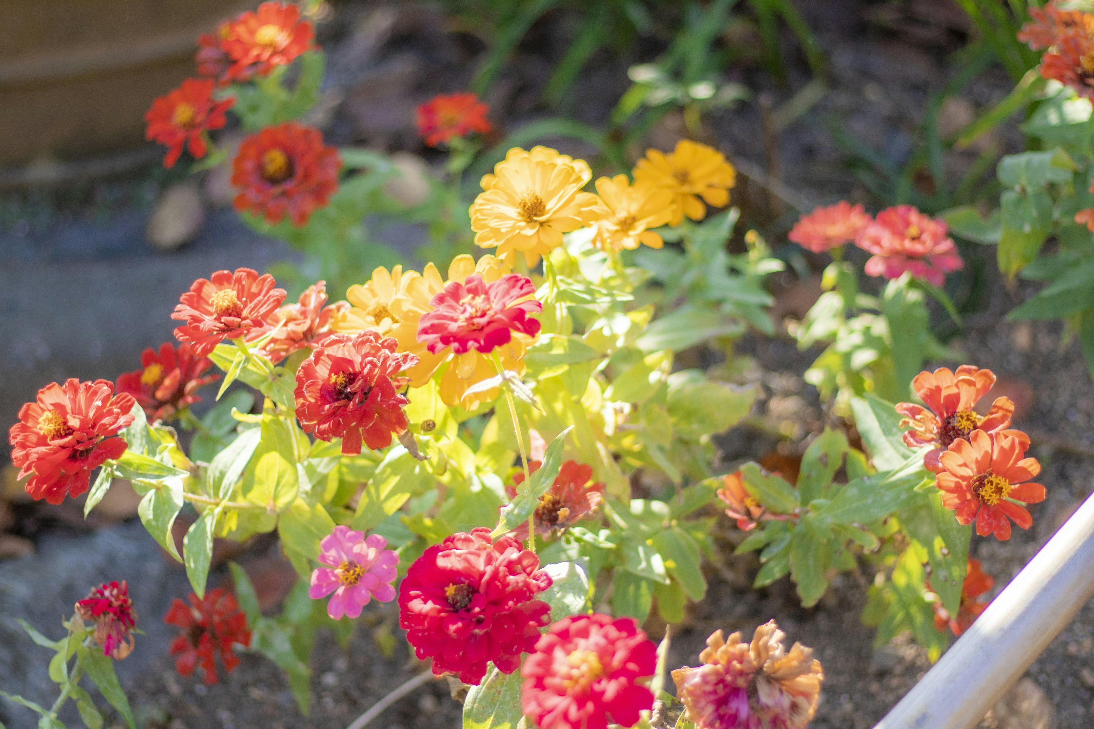 Colorful flowers blooming in a garden setting