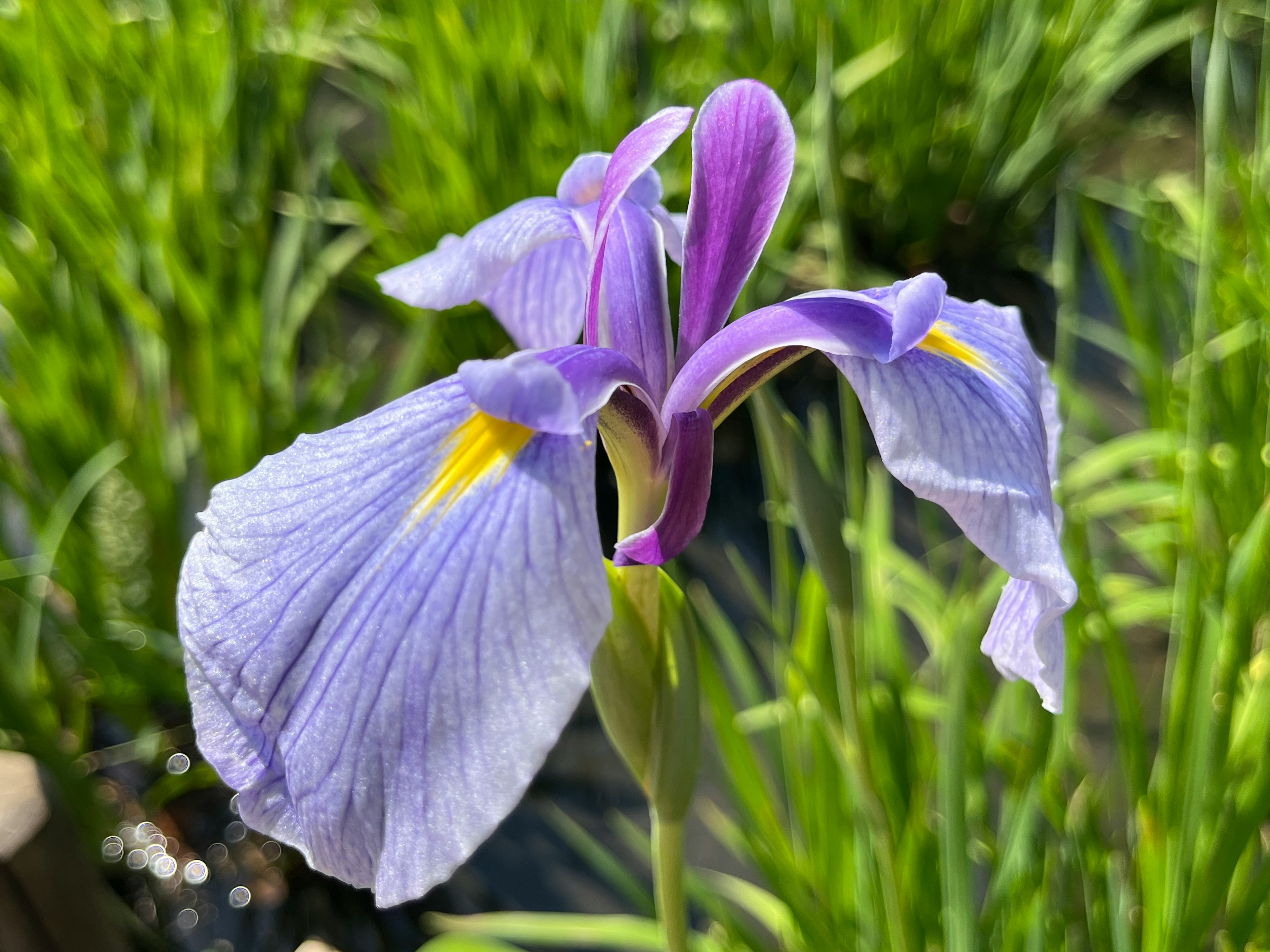 Una hermosa flor de iris púrpura floreciendo entre el follaje verde