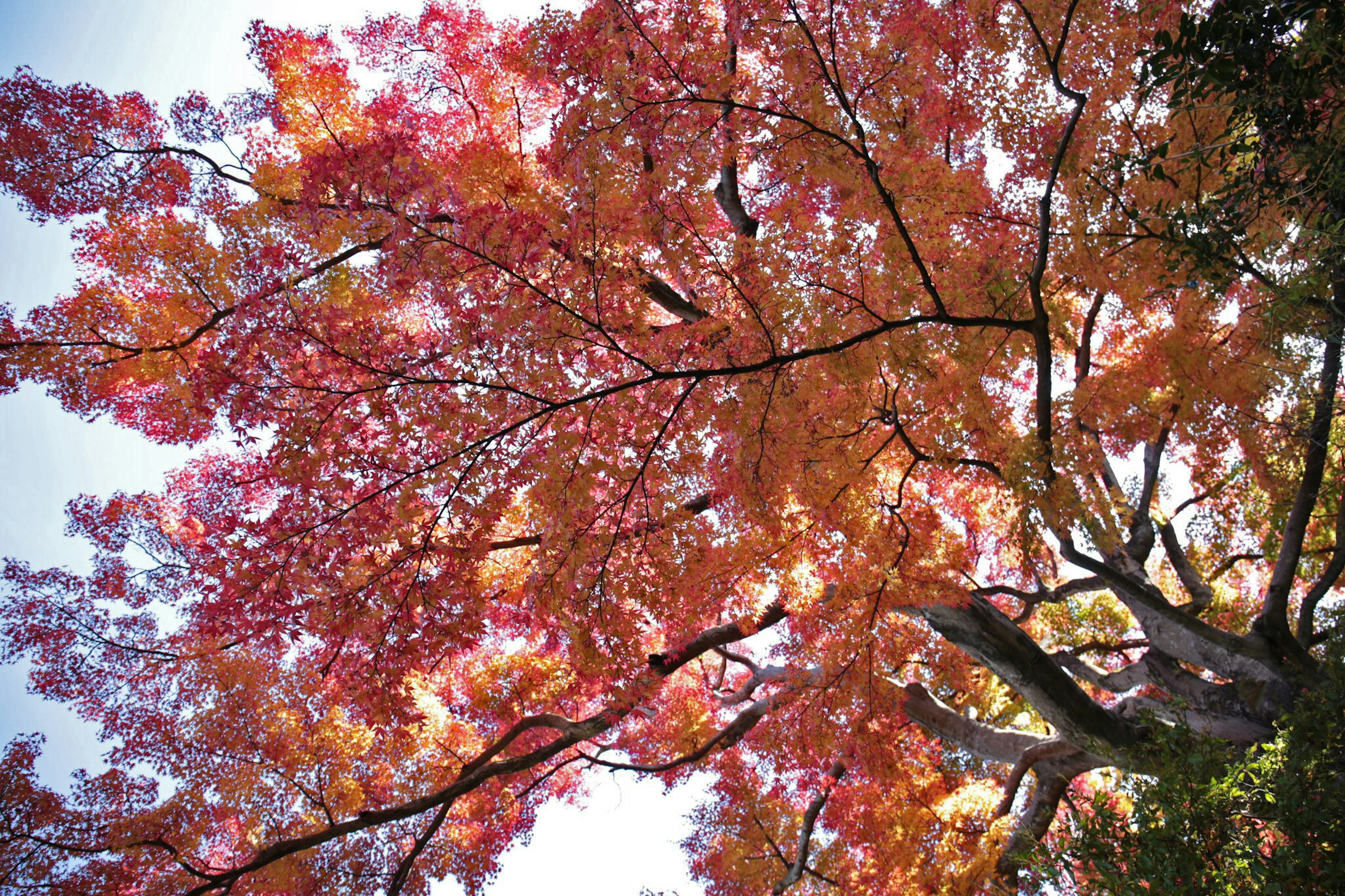 ใบไม้ฤดูใบไม้ร่วงที่สวยงามในเฉดสีแดงและส้ม