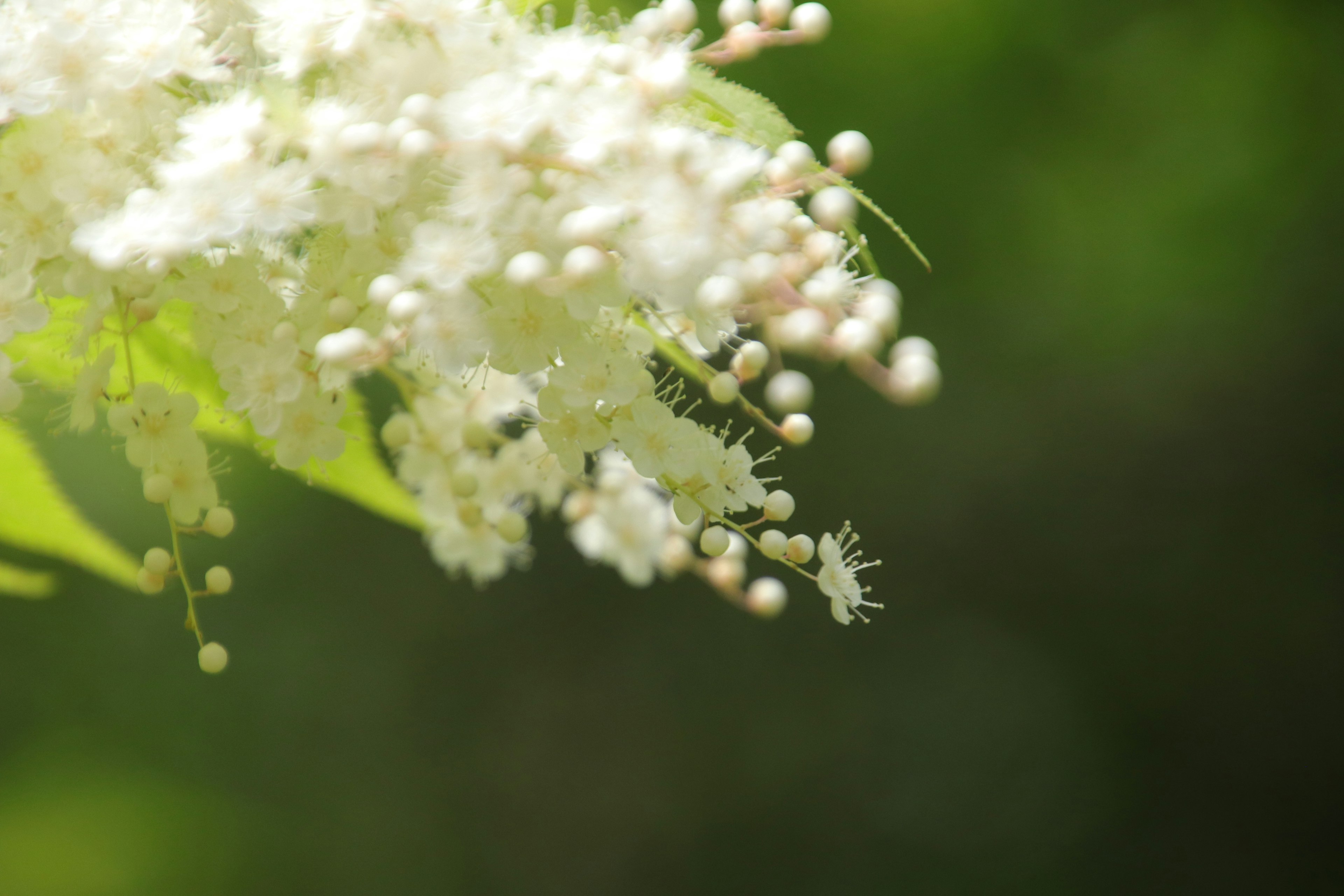 Close-up of white flowers with a green background