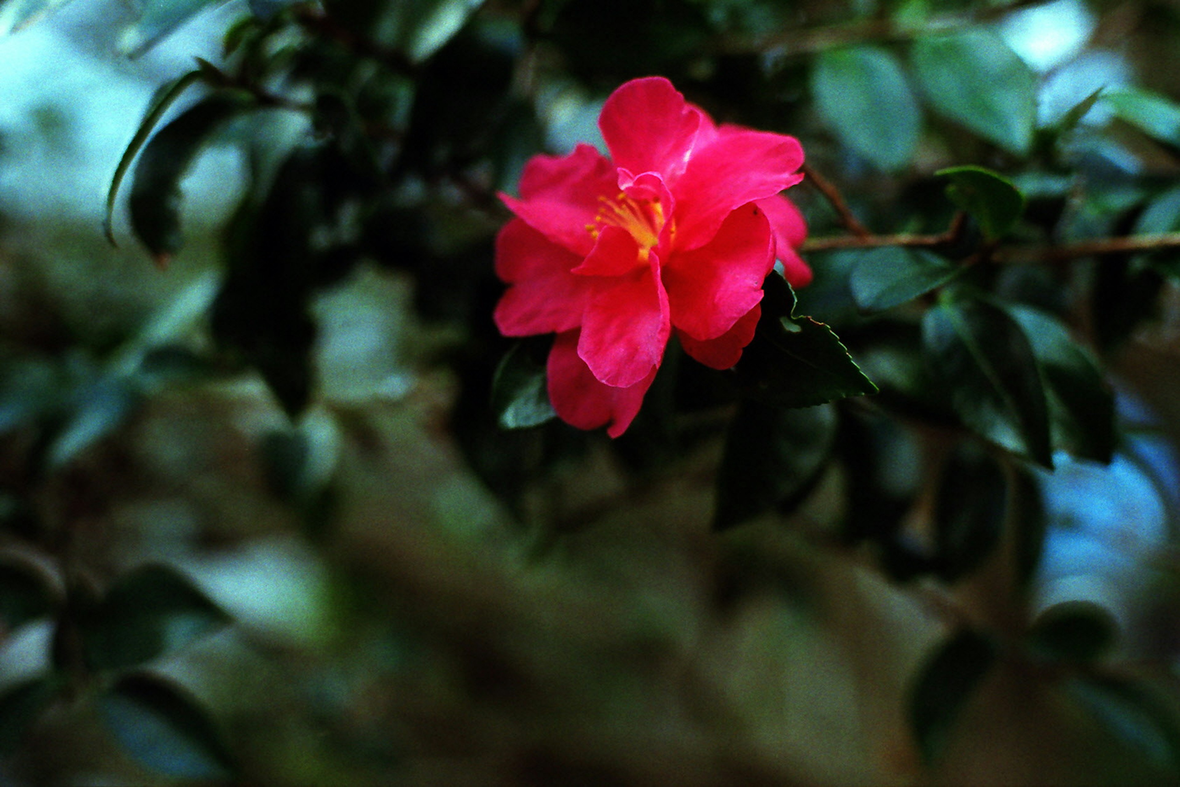 Vibrant pink flower blooming among green leaves