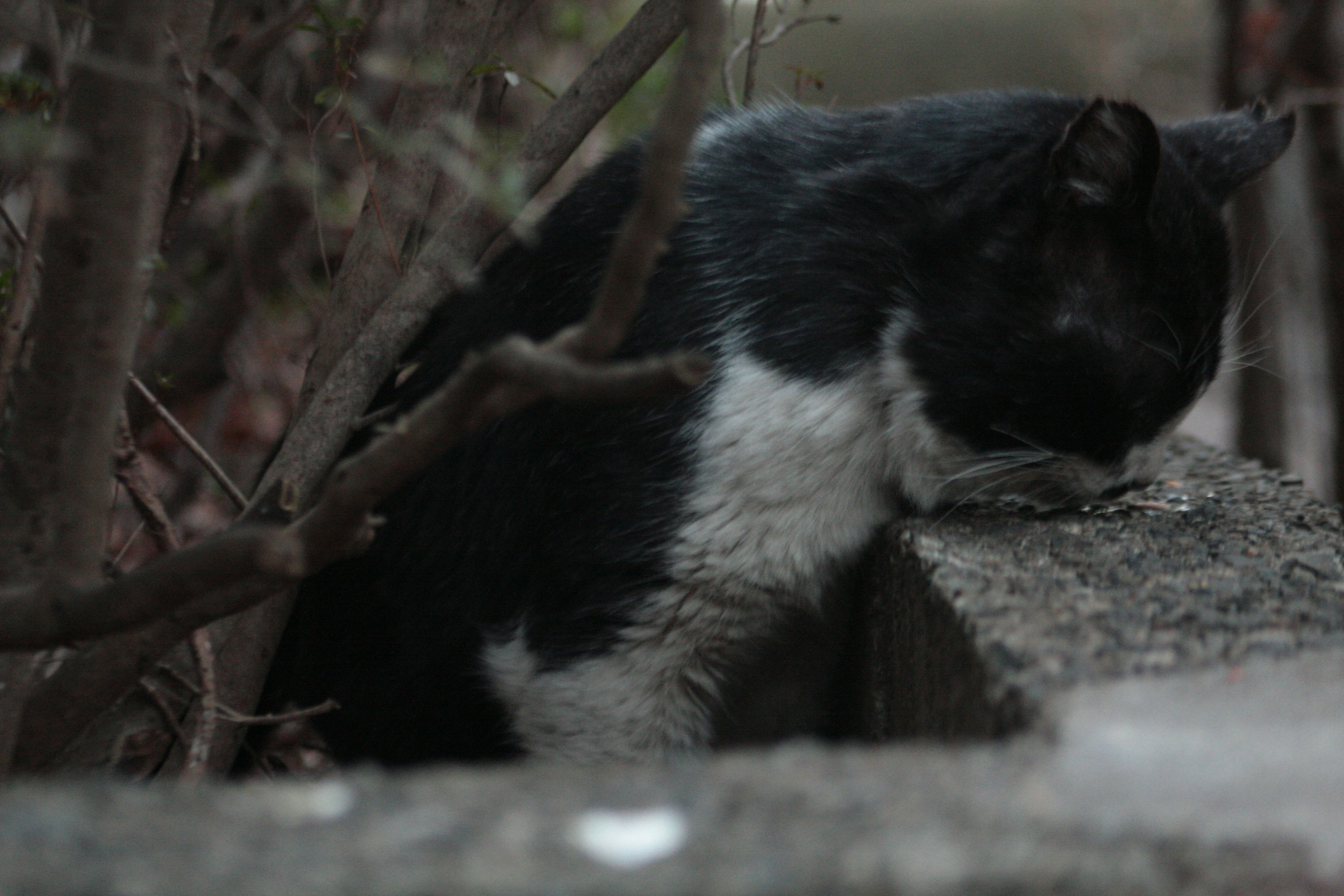 Schwarz-weiße Katze, die ihren Kopf auf eine Betonwand legt