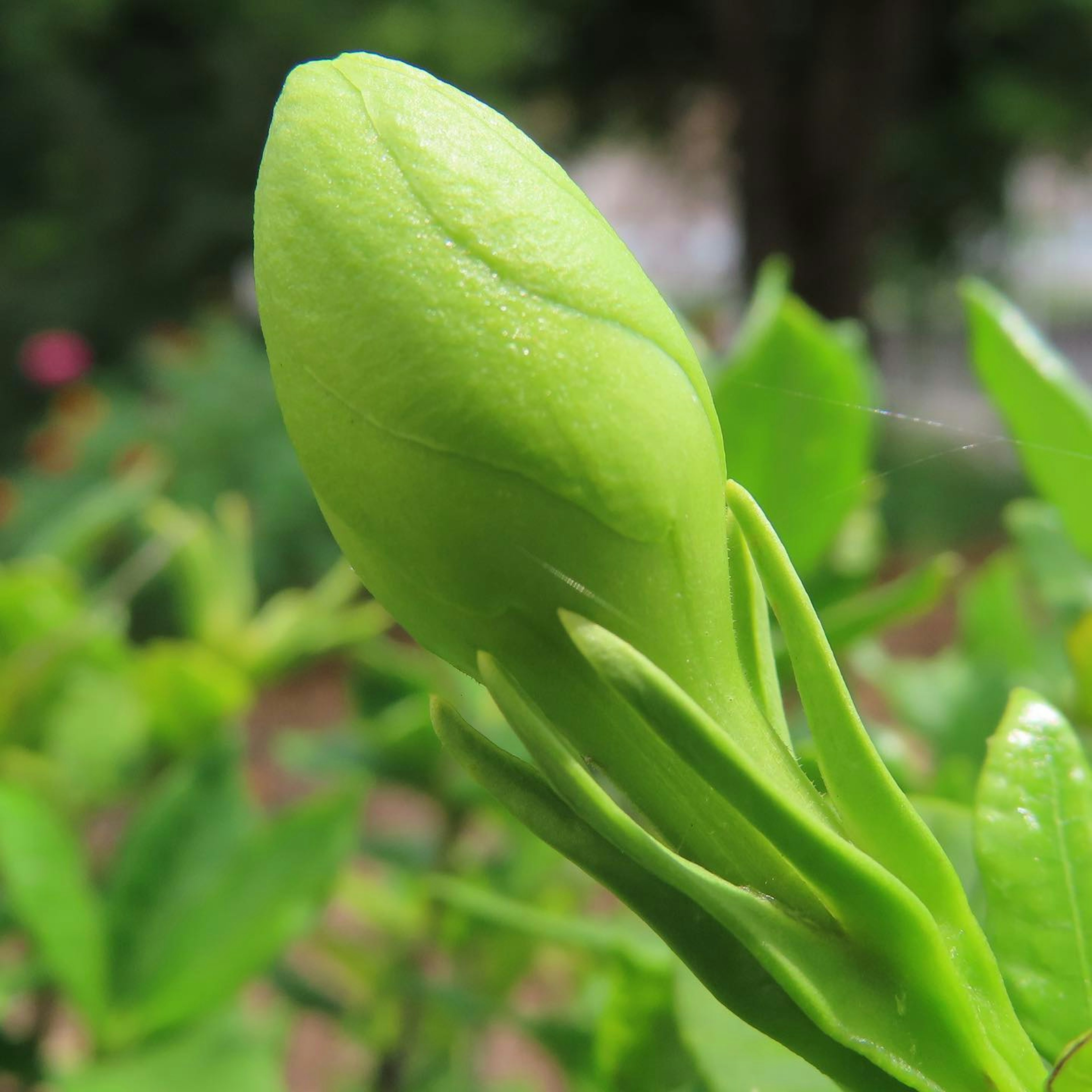 Acercamiento de un capullo verde entre las hojas de una planta