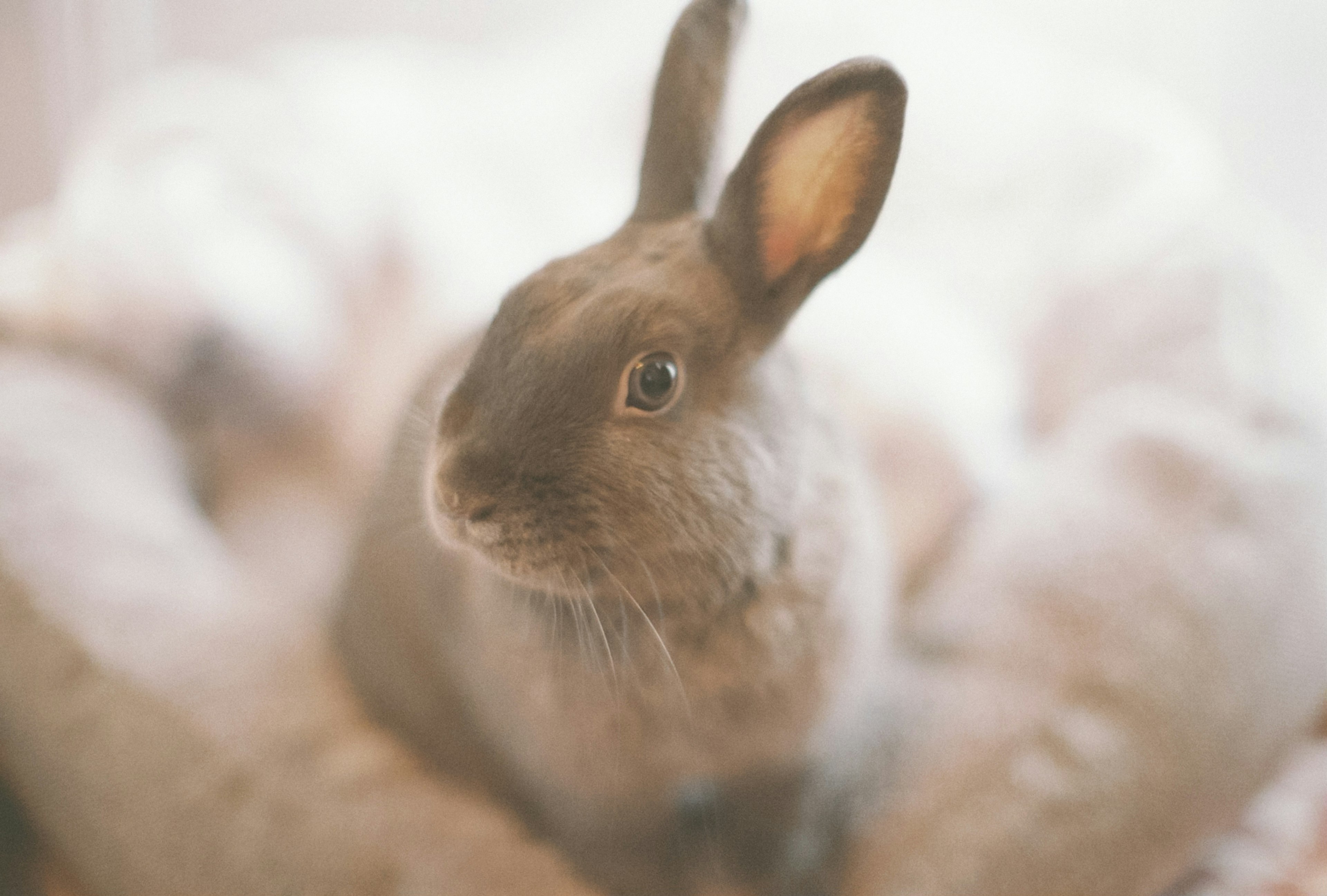 A soft-furred gray rabbit sitting on a fluffy cushion