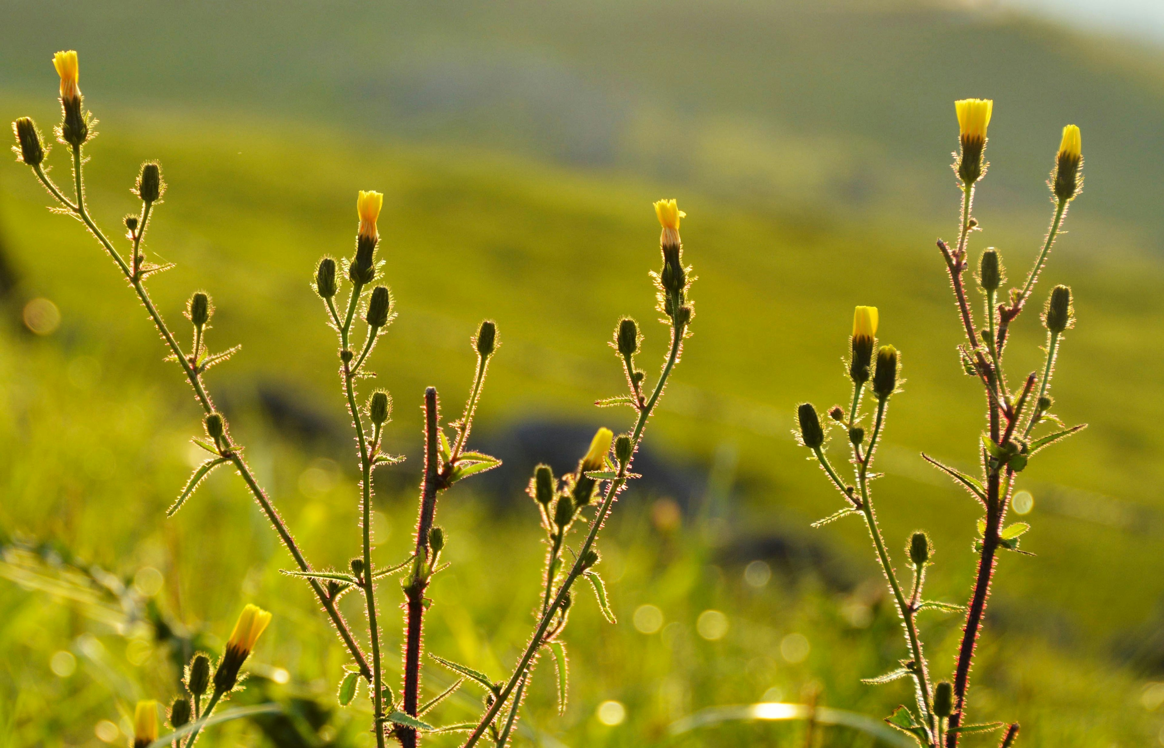 Close-up rumput dengan kuncup bunga kuning