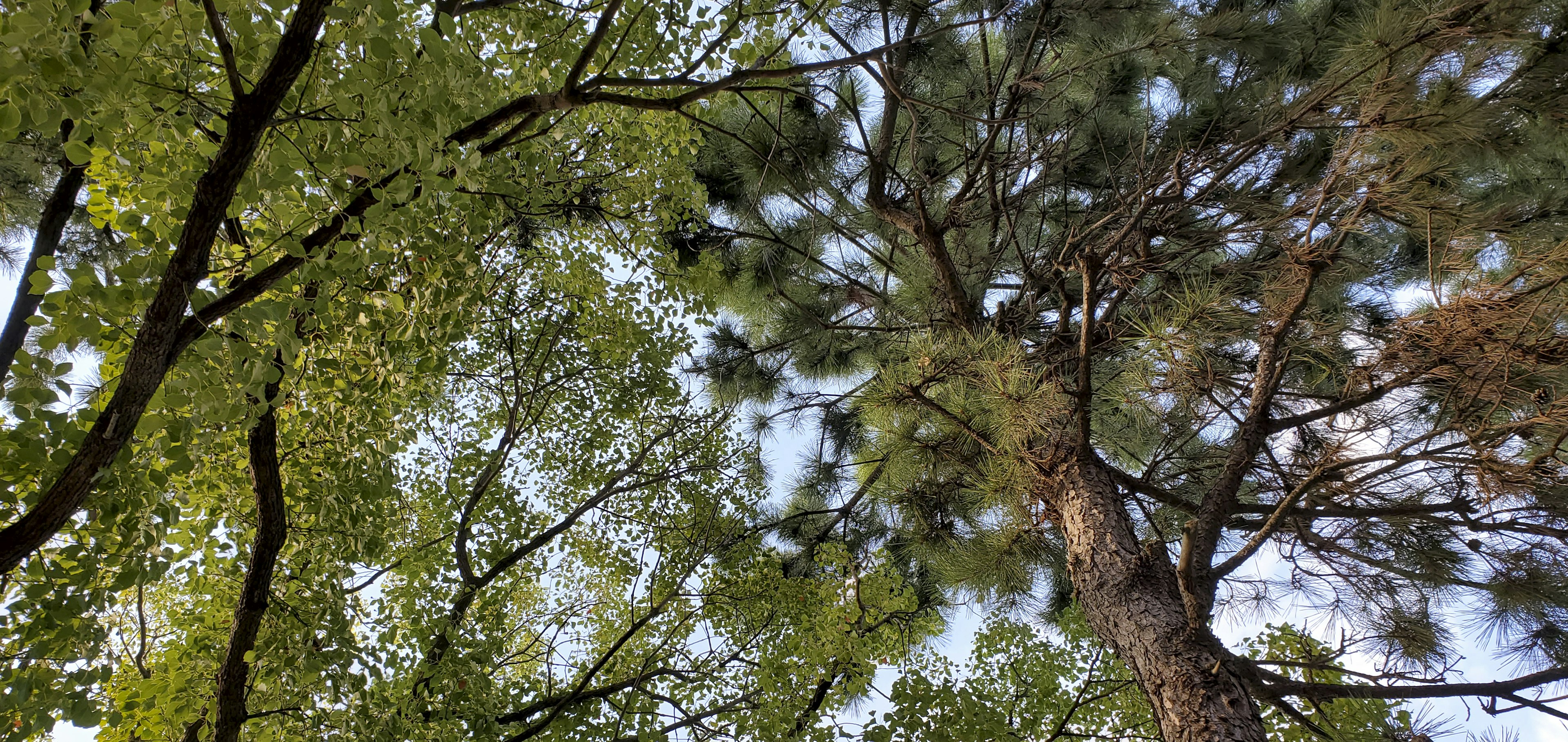 Vista di un cielo blu tra alberi verdi lussureggianti