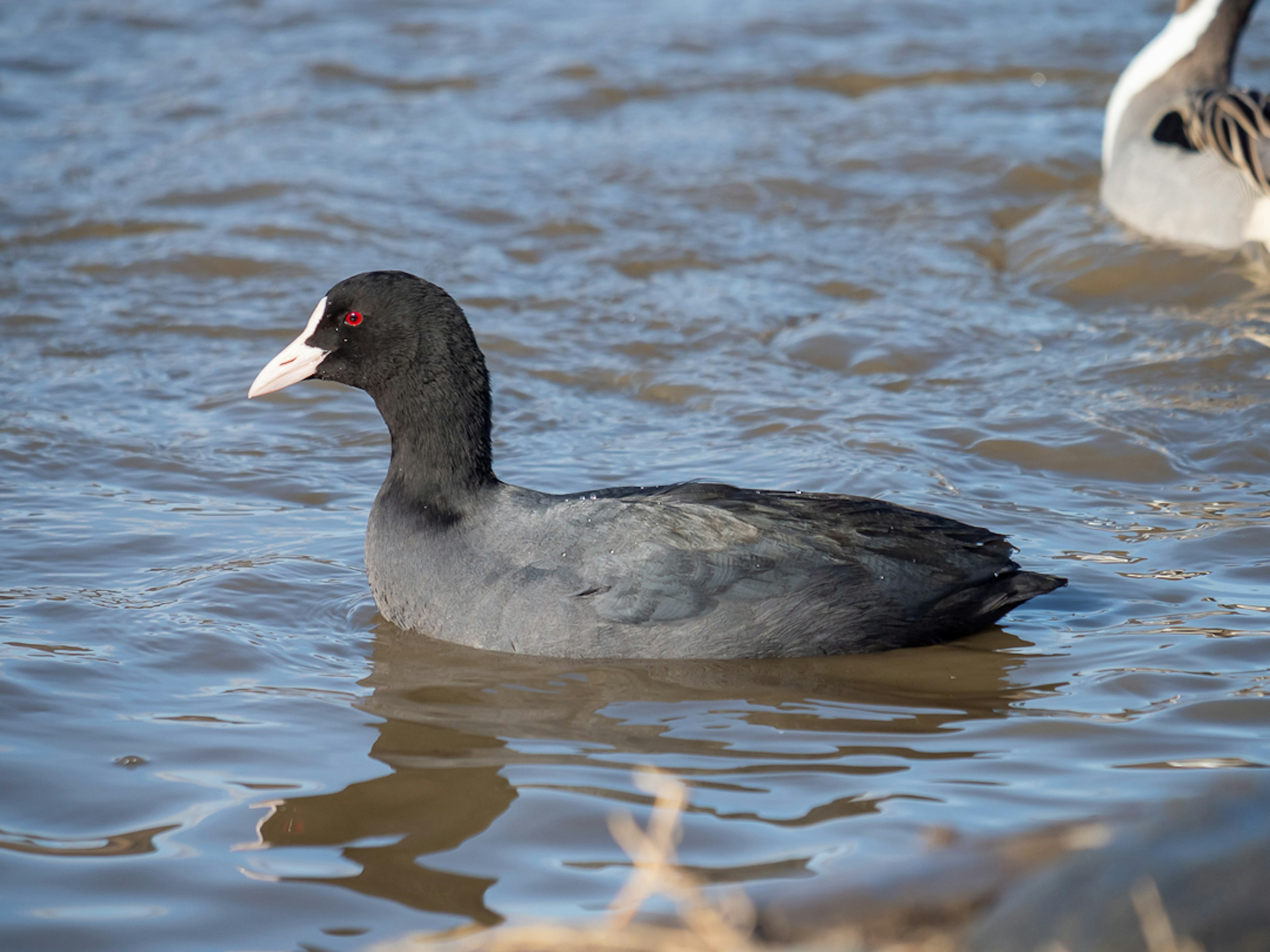 Un focha negra nadando en el agua con ojos rojos