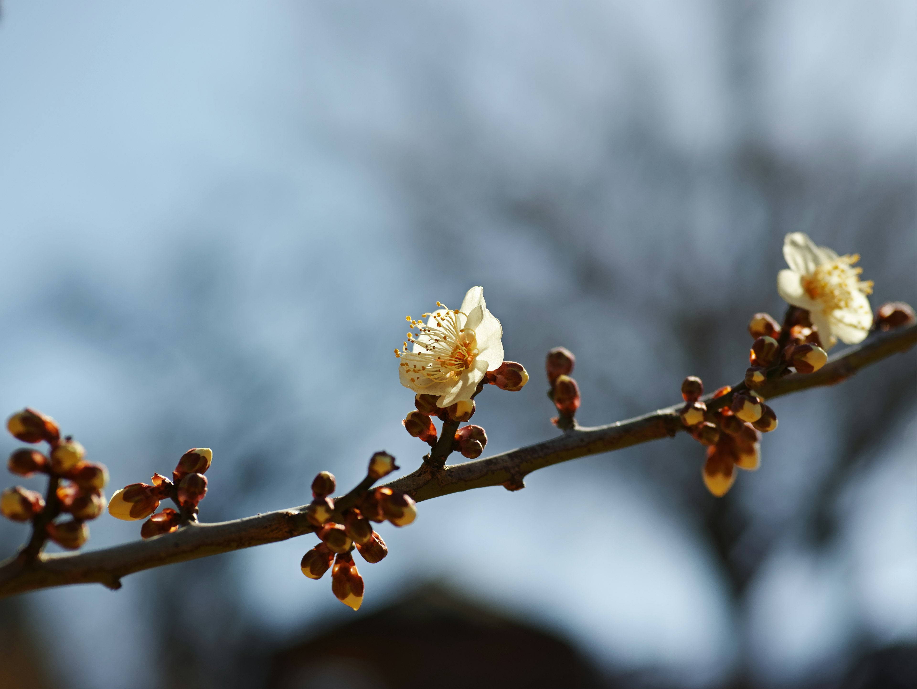 Close-up of white flowers and buds on a branch