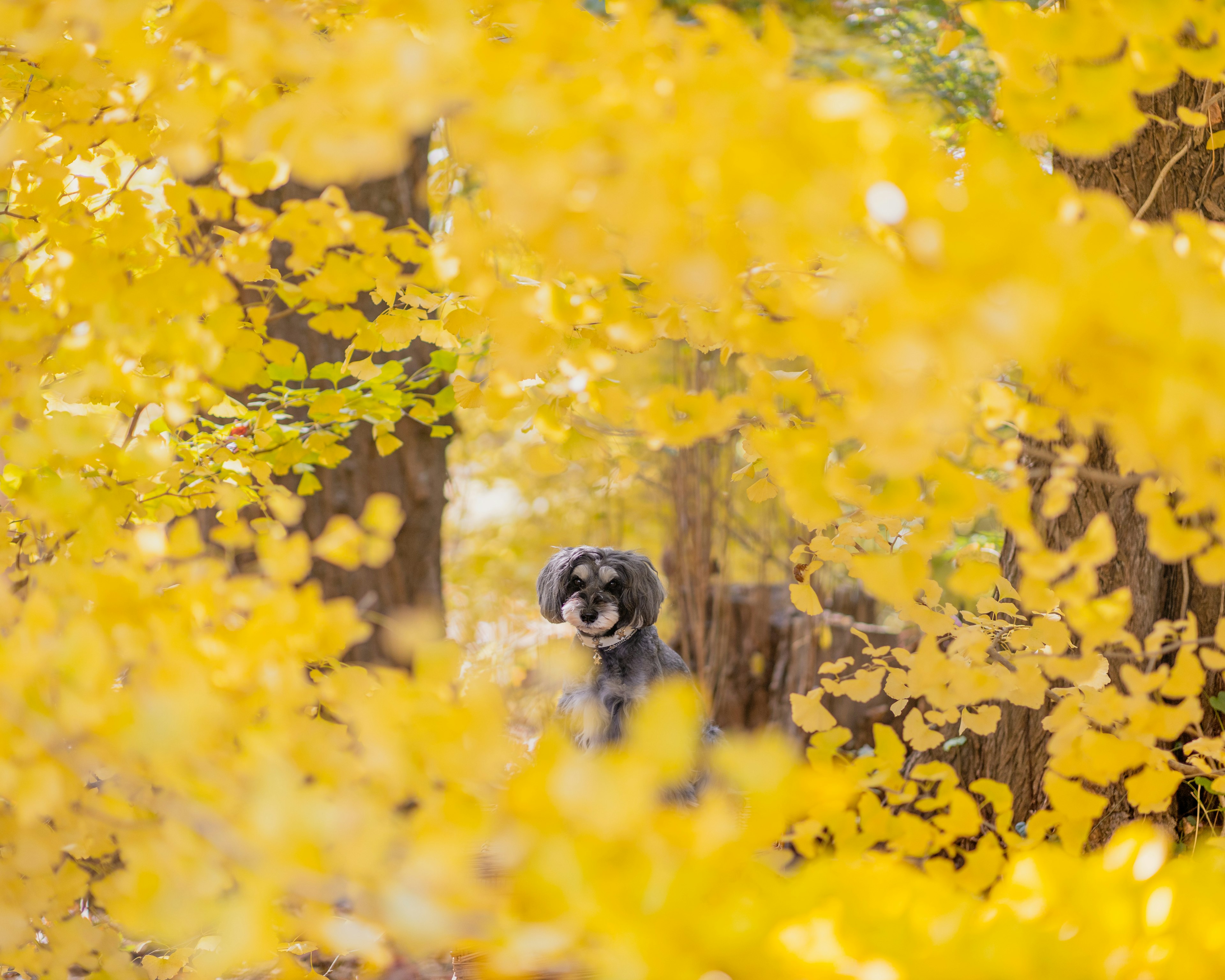 Perro sentado entre vibrantes hojas amarillas de otoño