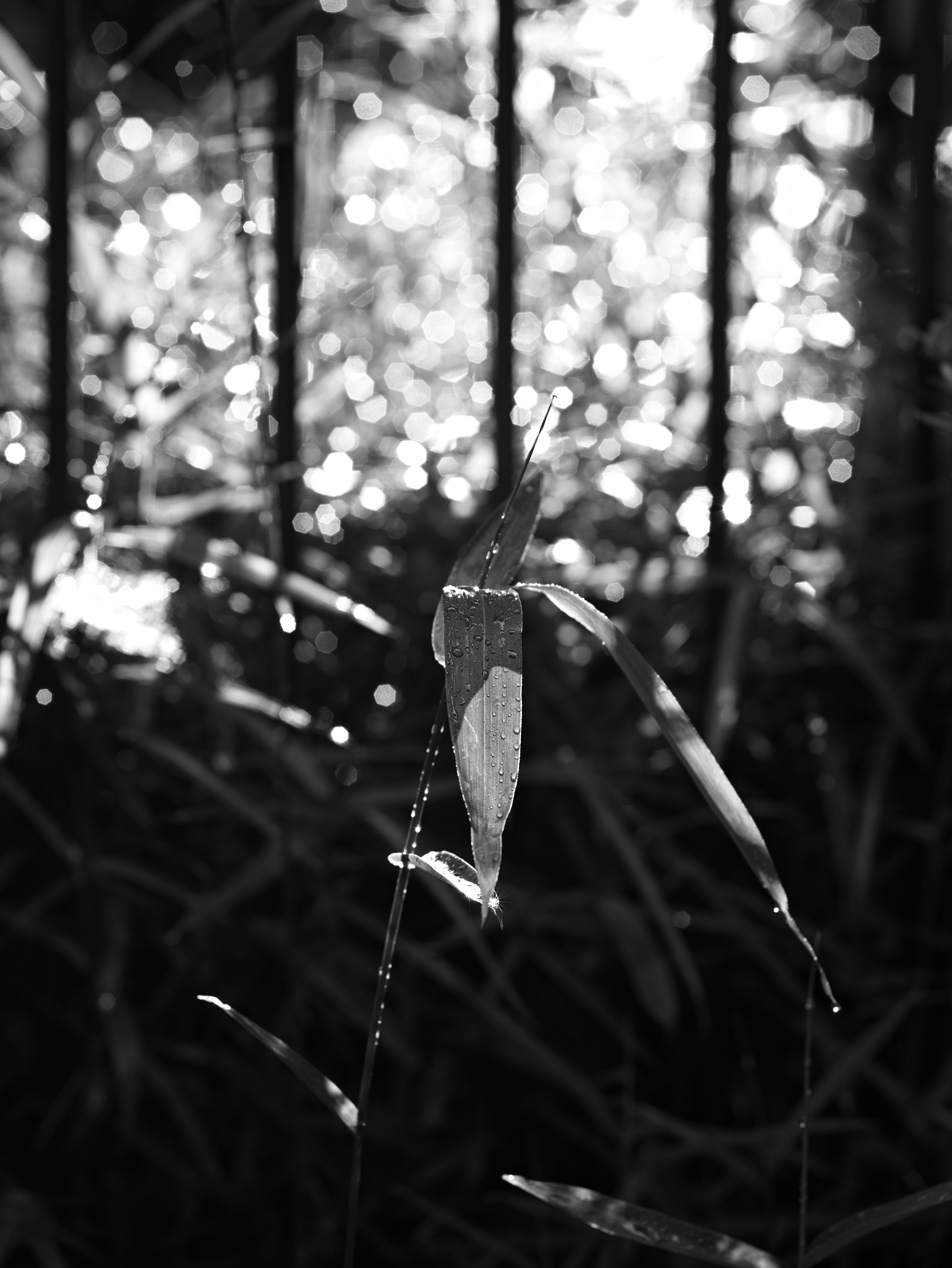 Black and white photo featuring a green leaf illuminated by light