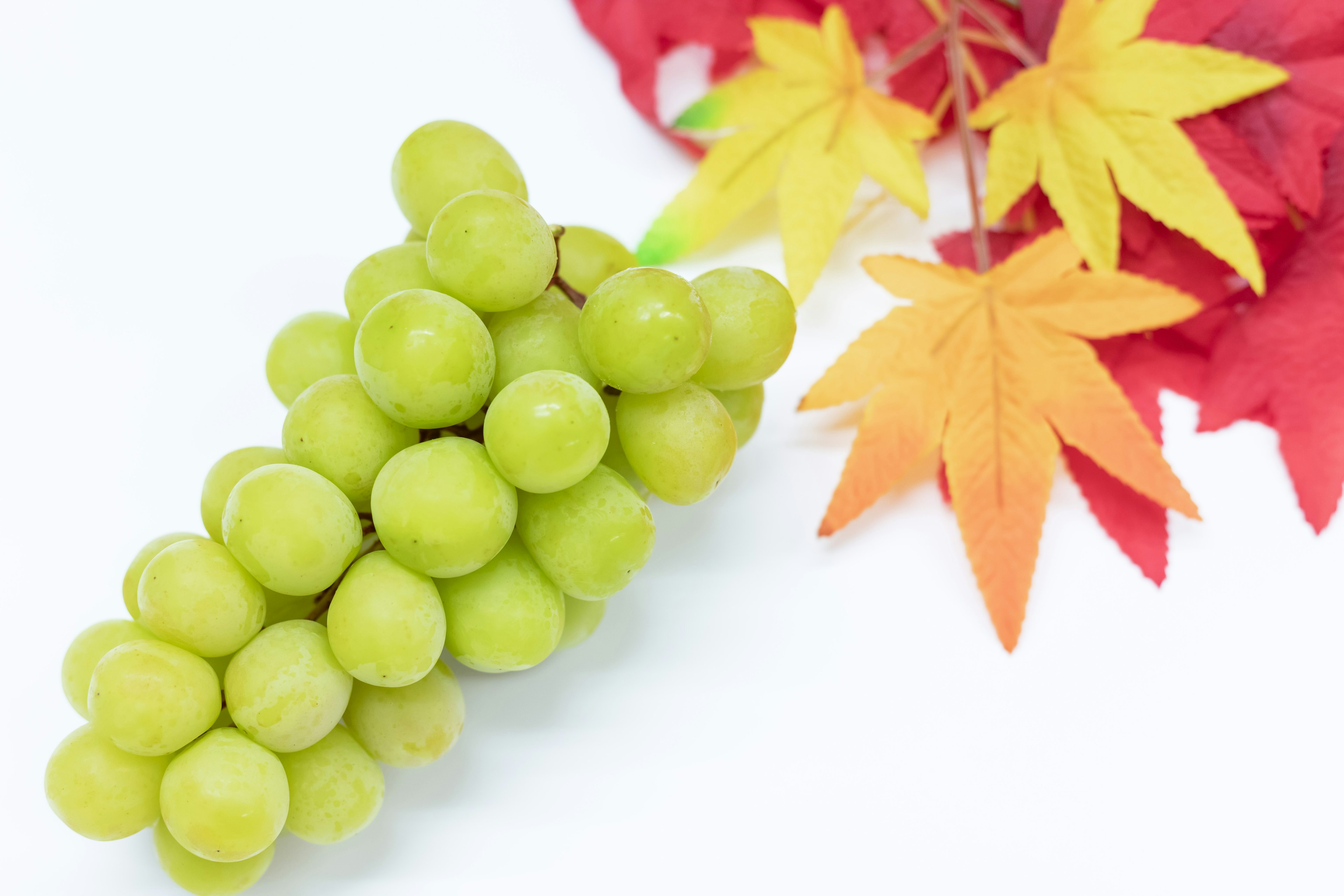 Grüne Trauben mit roten und orangefarbenen Herbstblättern