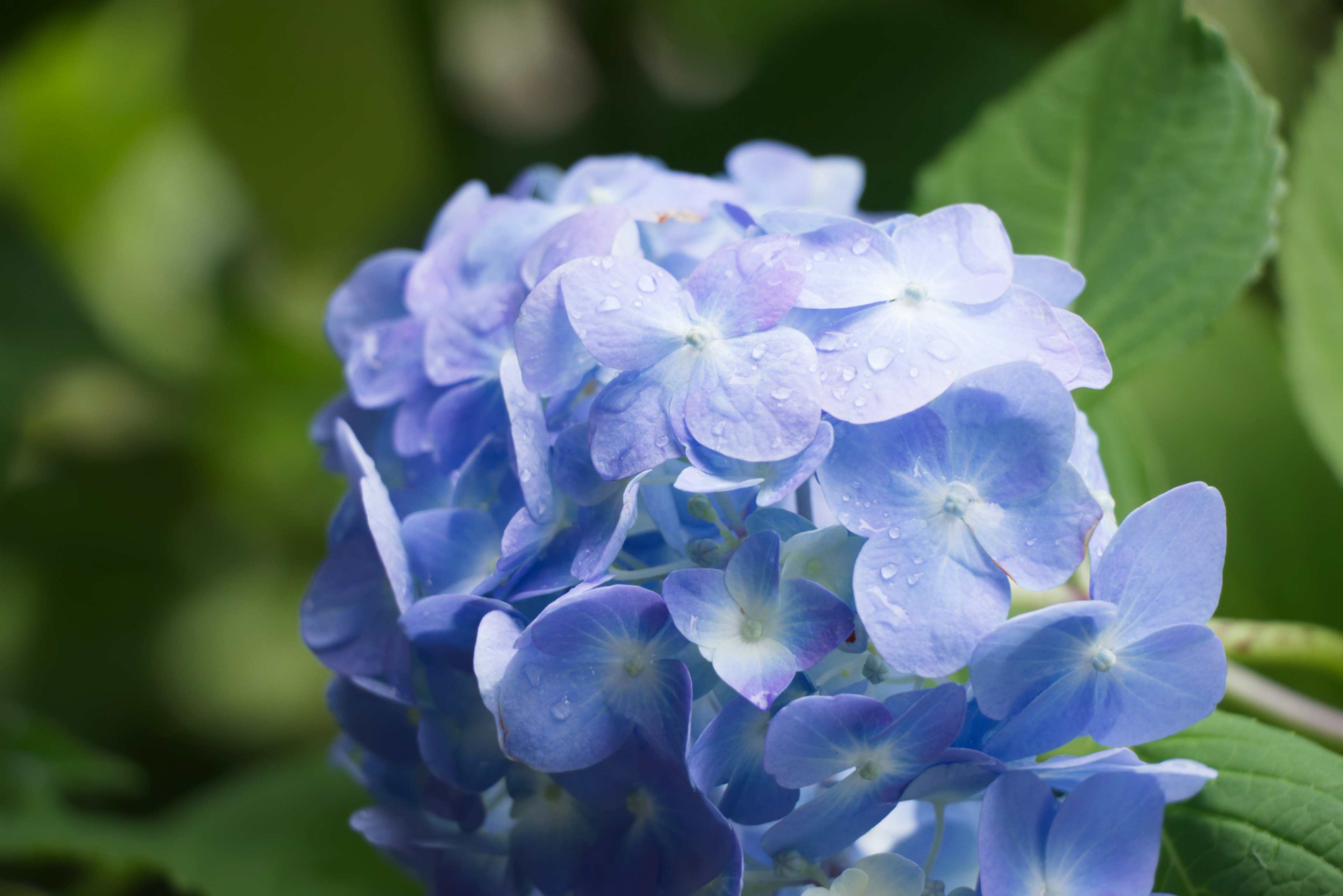 Nahaufnahme von blauen Hortensienblüten, die mit Tau glitzern