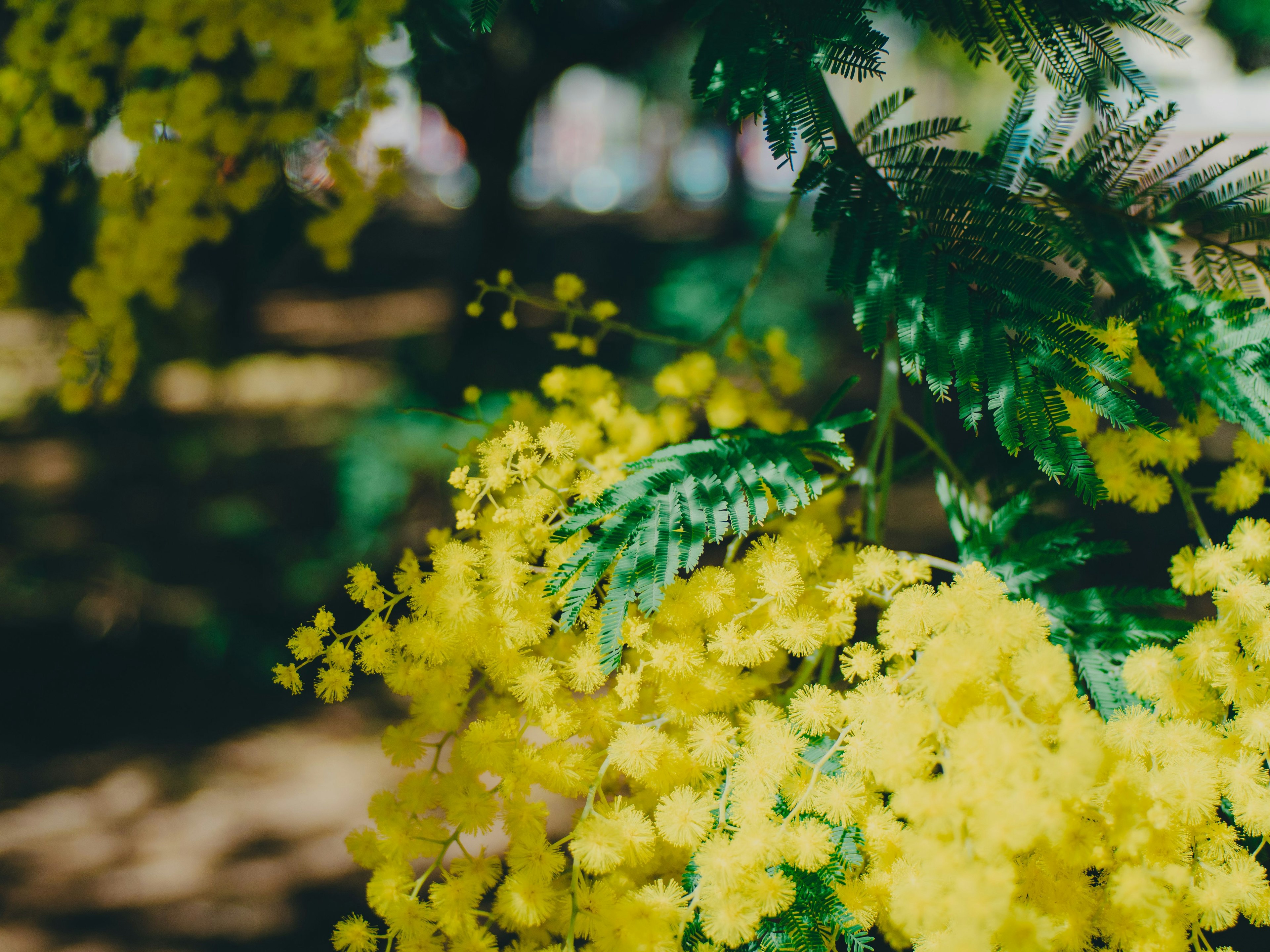 Hoa mimosa vàng rực rỡ nhìn thấy giữa những chiếc lá xanh