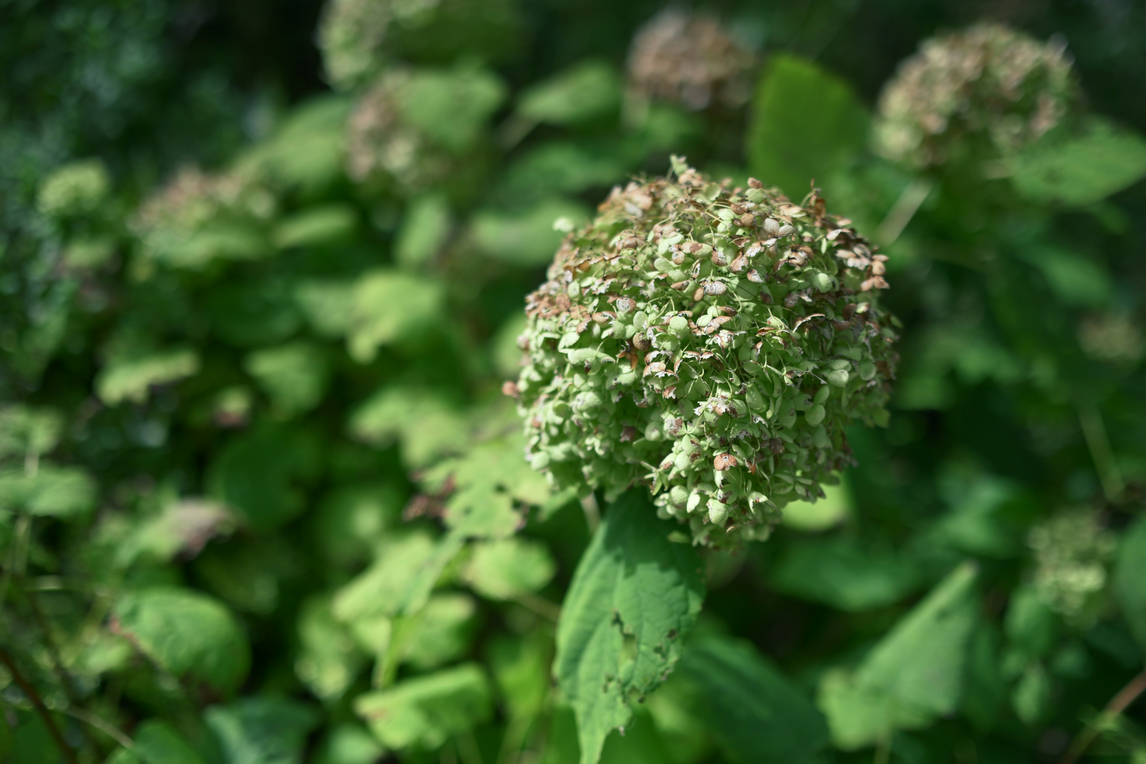 緑の葉と白い花の塊を持つ植物のクローズアップ