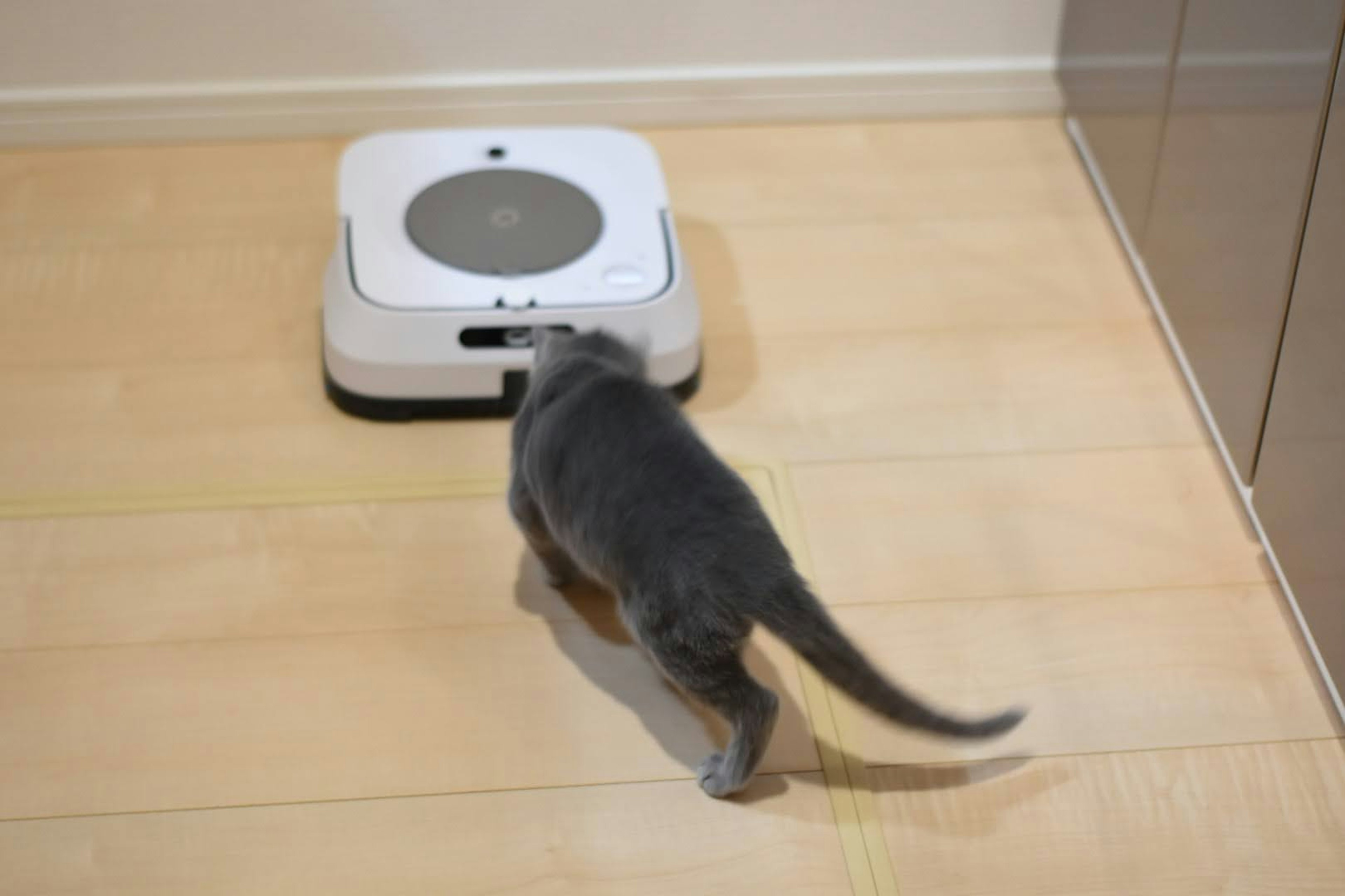 Graue Katze in der Nähe eines Robotersaugers