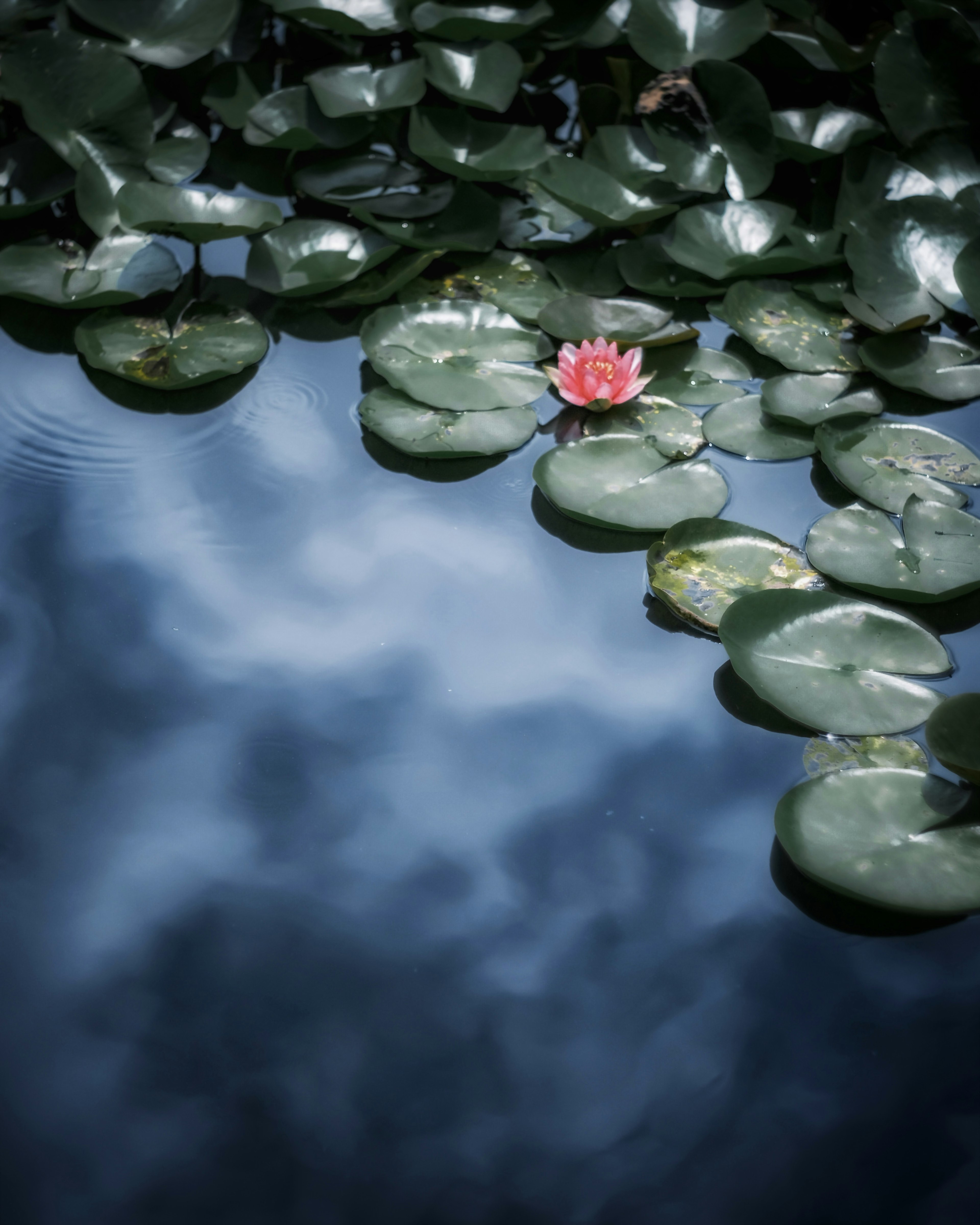 Una bella scena di un fiore di ninfea e foglie che galleggiano sulla superficie dell'acqua