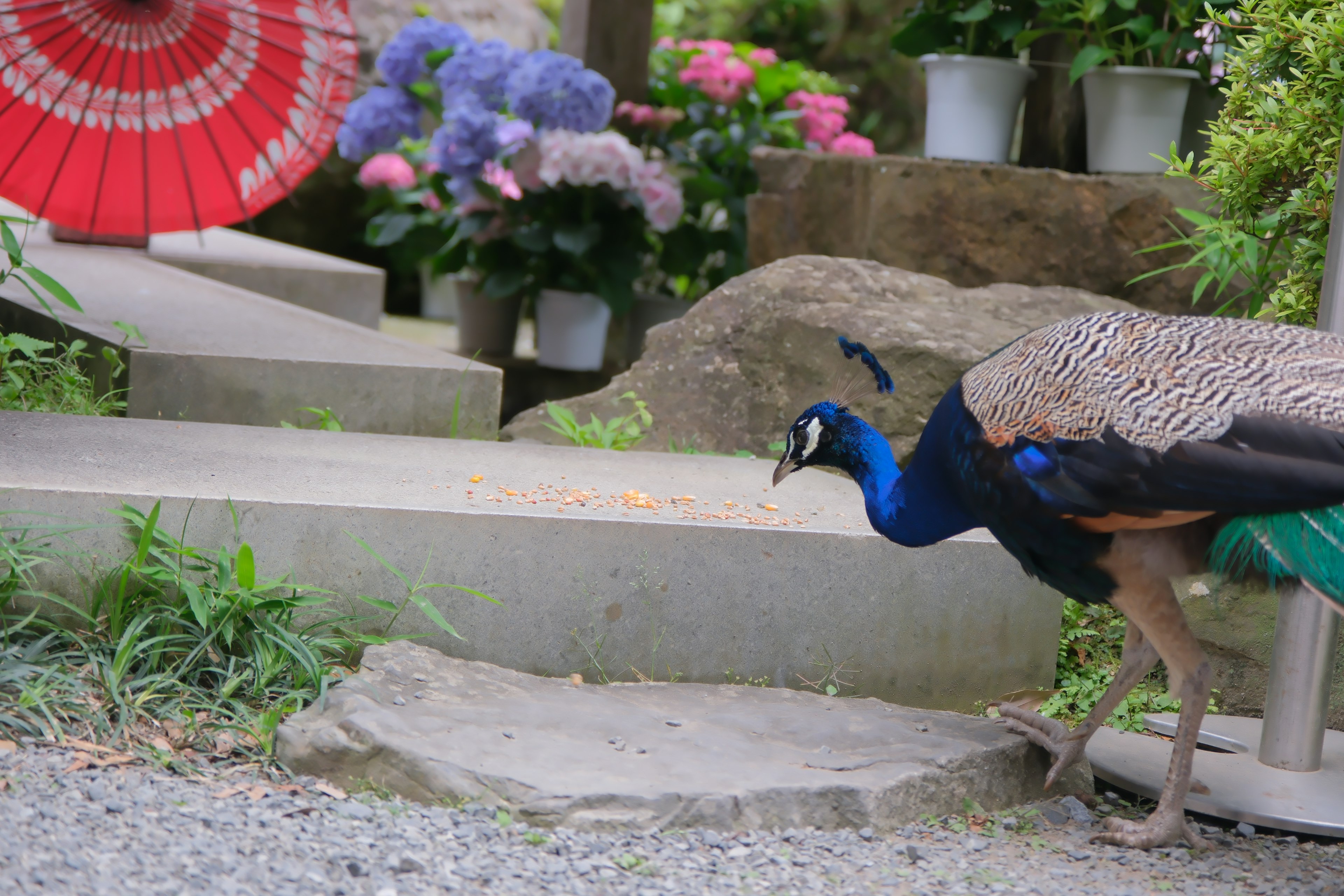 孔雀が庭を歩いている背景に紫陽花と赤い傘