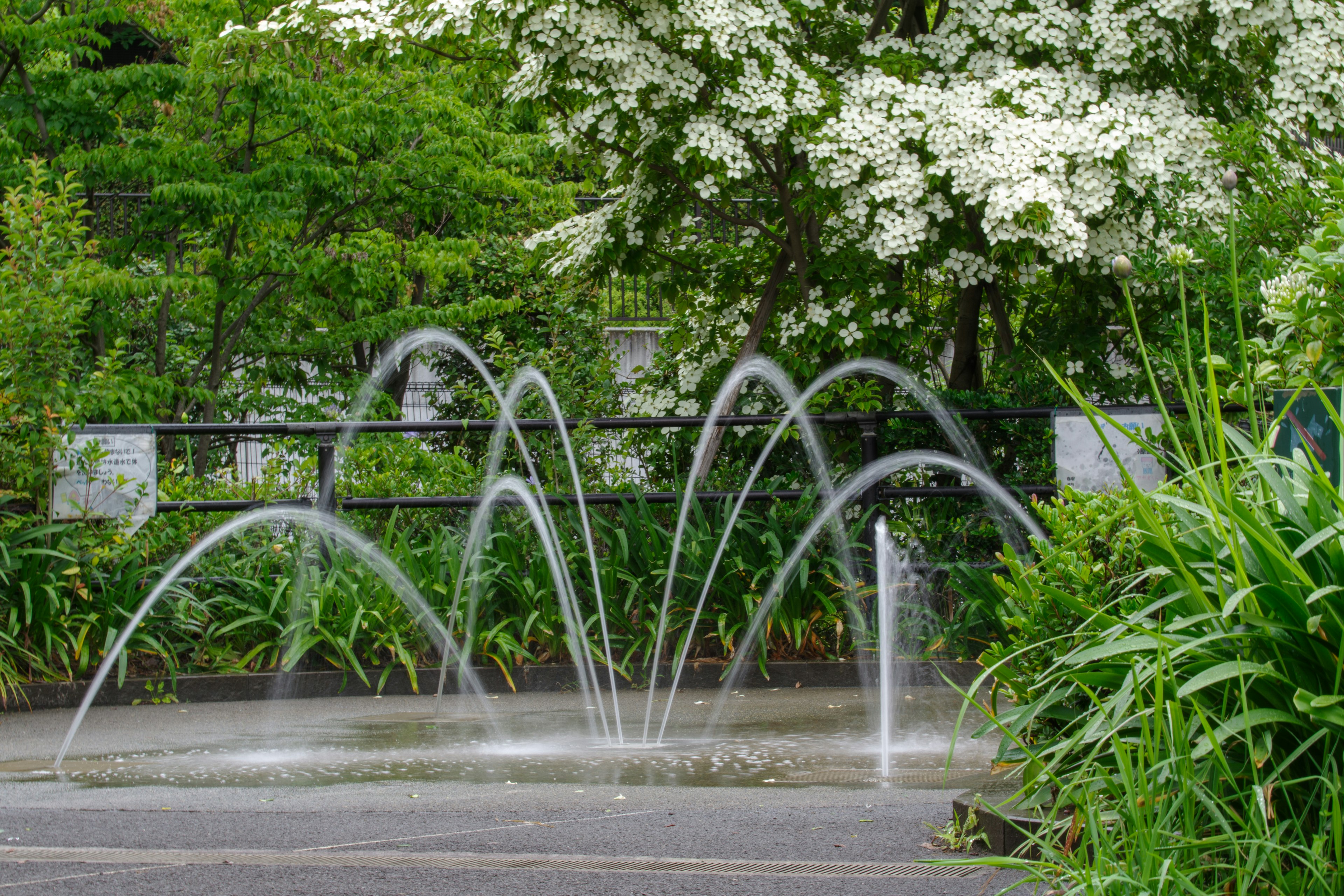 Une fontaine de parc avec des jets d'eau en arc entourée de verdure luxuriante et d'arbres en fleurs