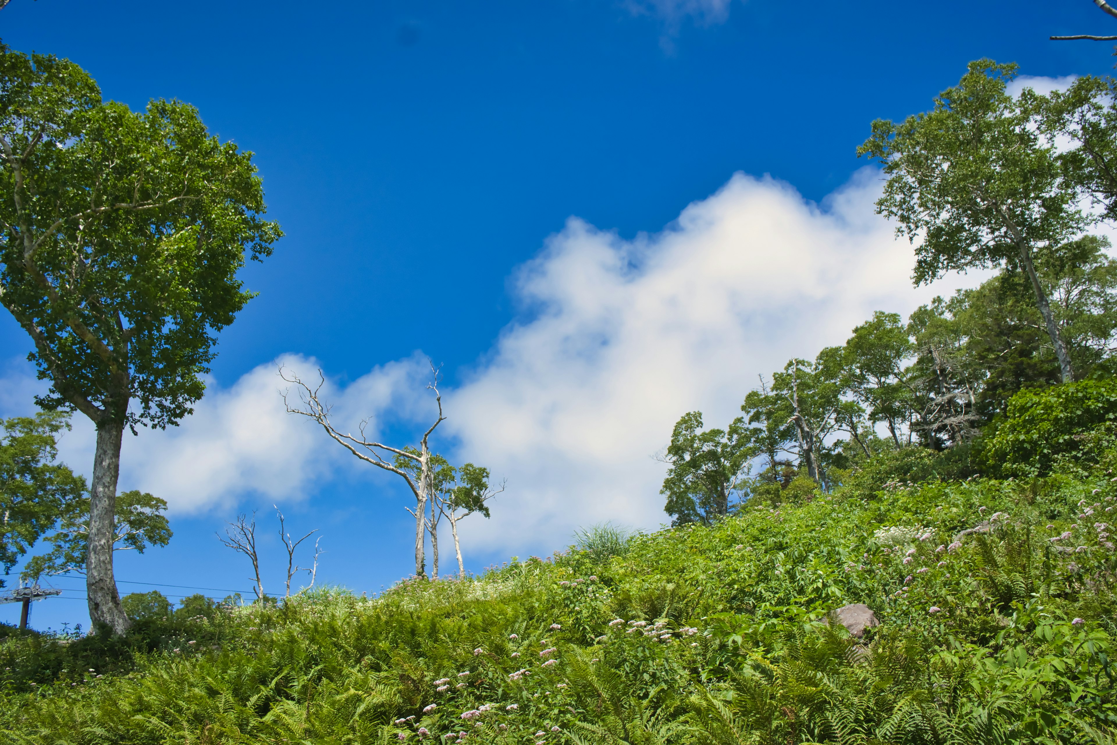 Bukit hijau subur di bawah langit biru cerah dengan awan putih