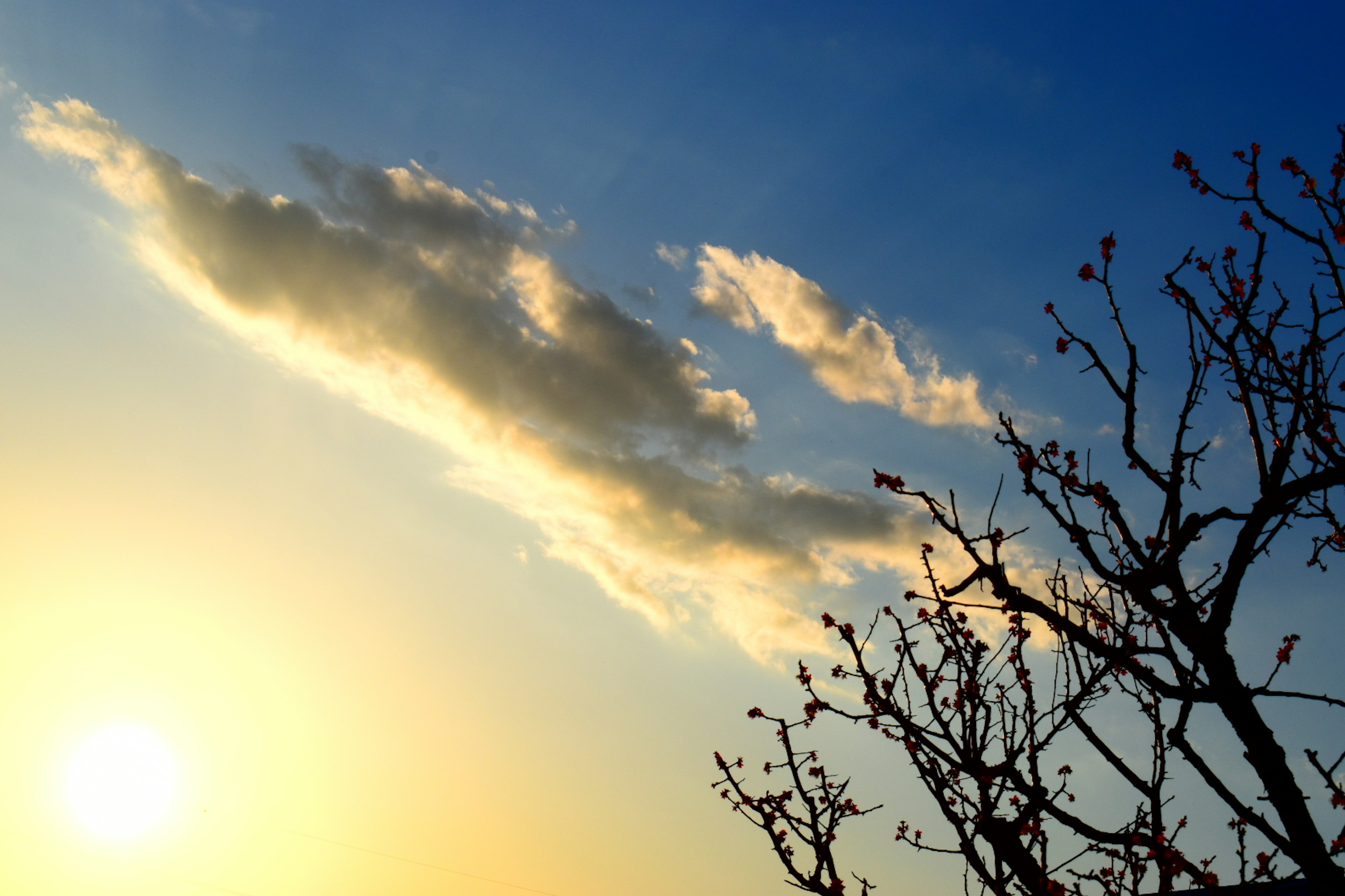 Silueta de ramas de árbol contra un cielo de atardecer con nubes