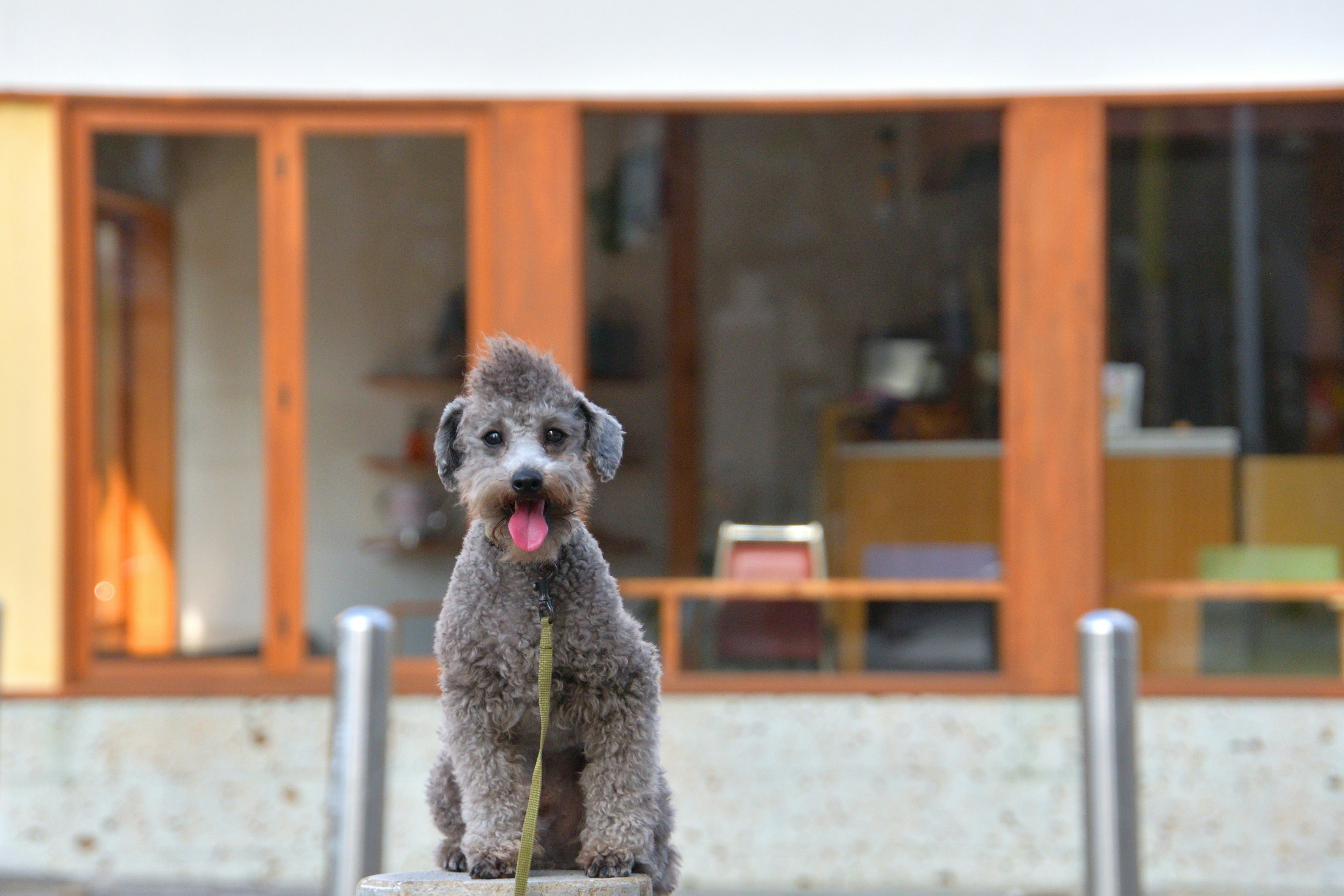 Gray dog sticking out its tongue while on a walk Background features wooden windows of a building