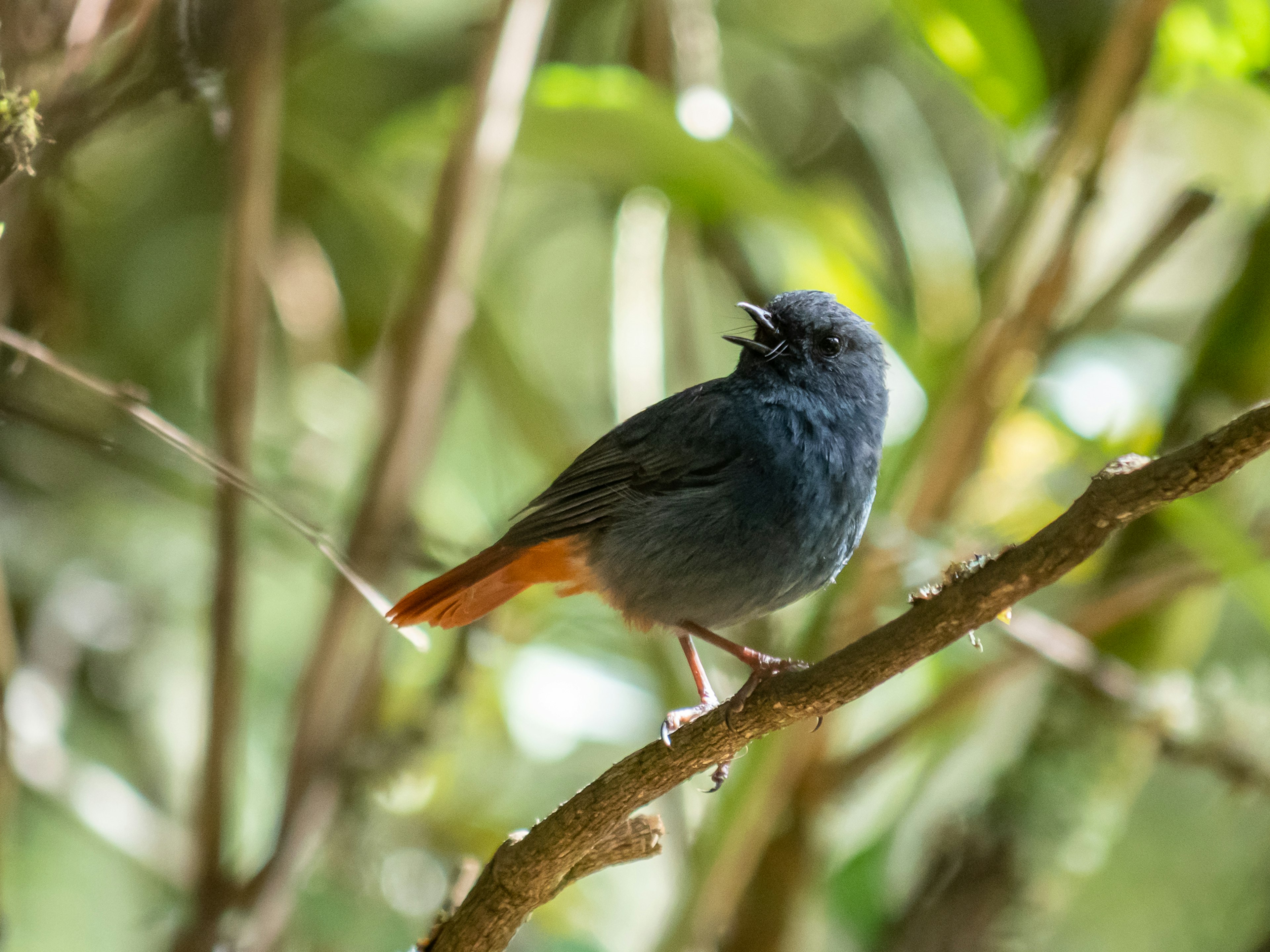 Un pequeño pájaro con plumas azules posado en una rama