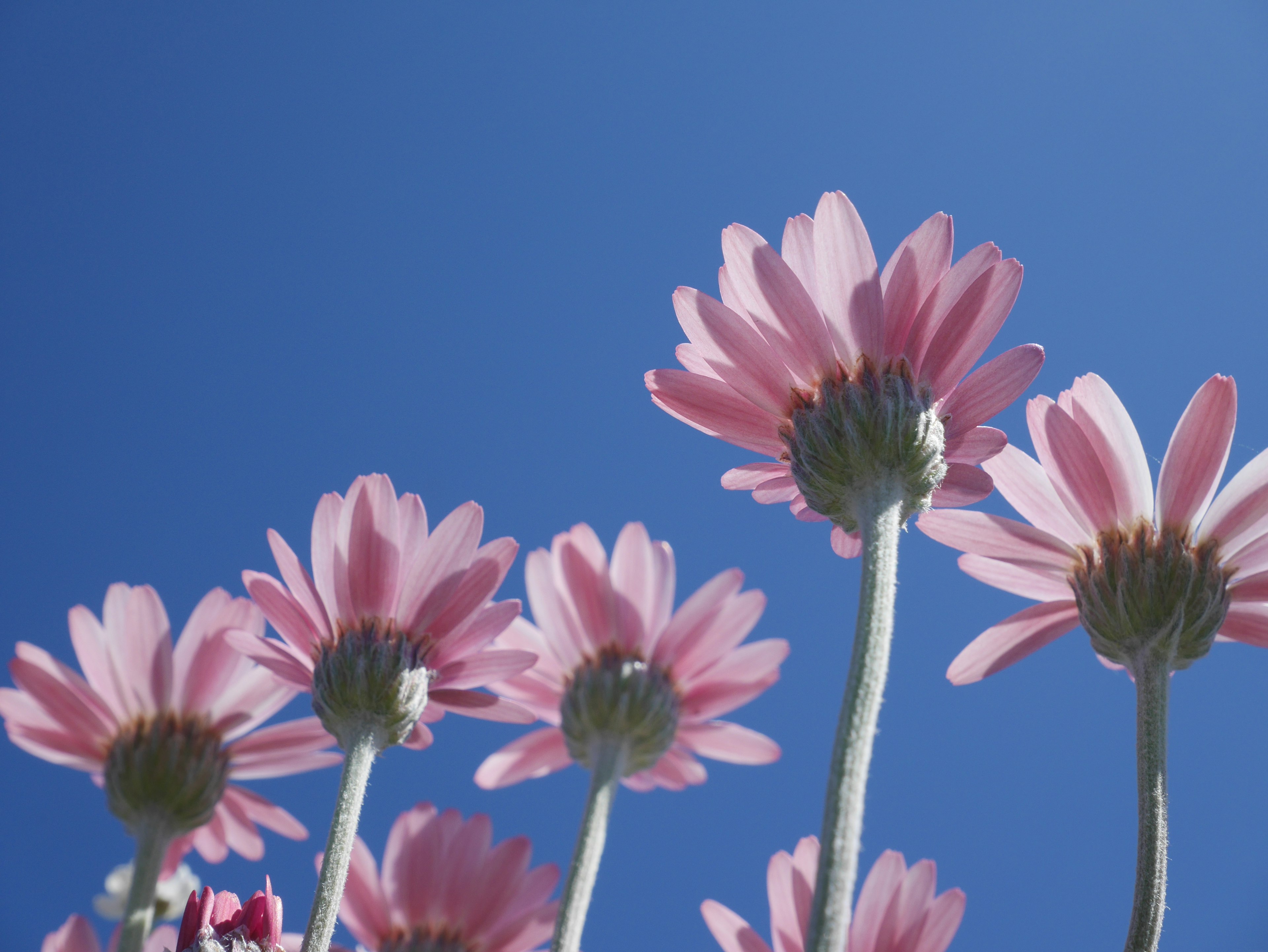 Flores rosas floreciendo contra un cielo azul claro