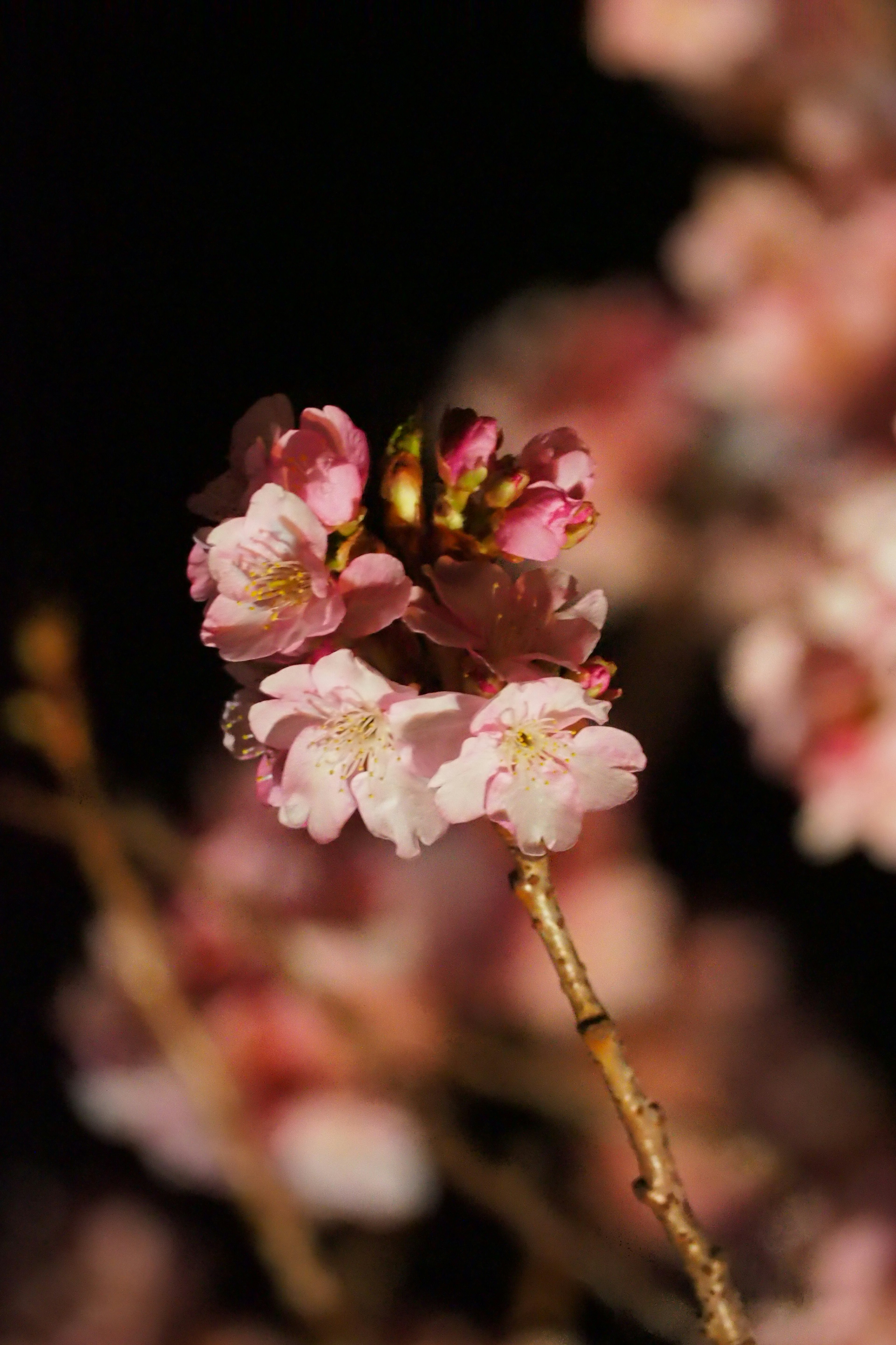 Kedekatan bunga sakura yang sedang mekar