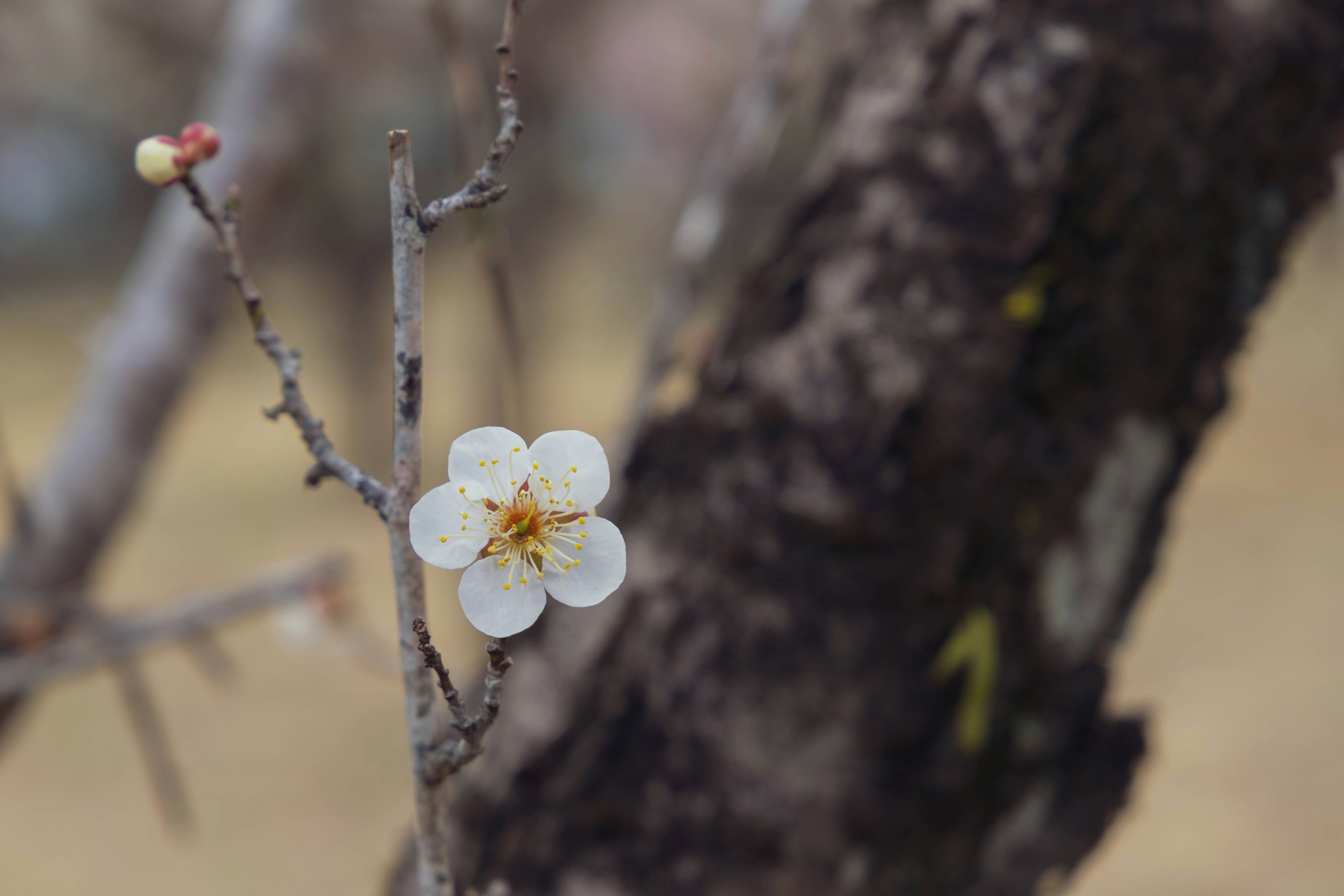 A white flower with yellow stamens blooming on a thin branch of a plum tree