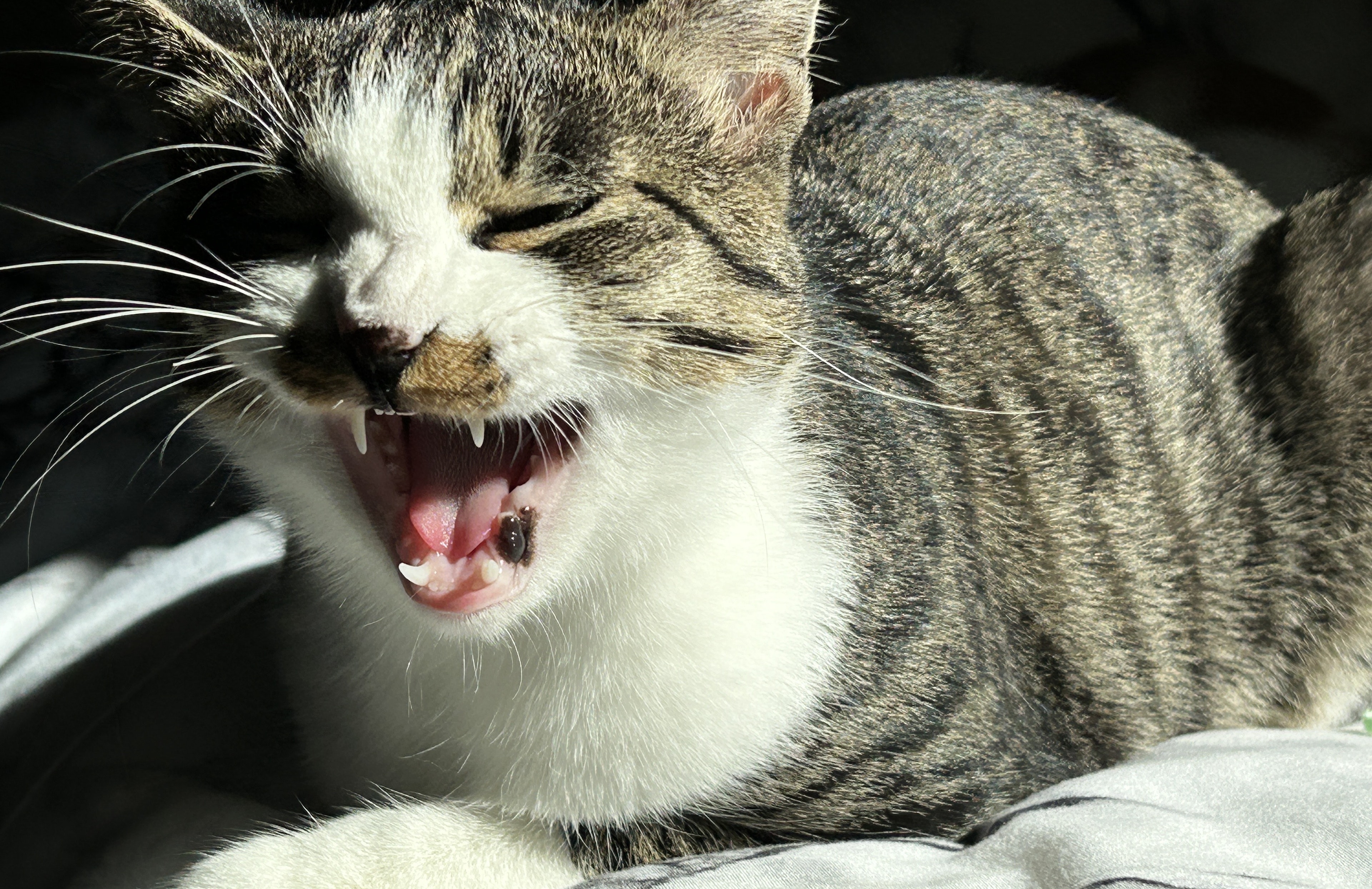 A cat yawning widely while relaxing in sunlight