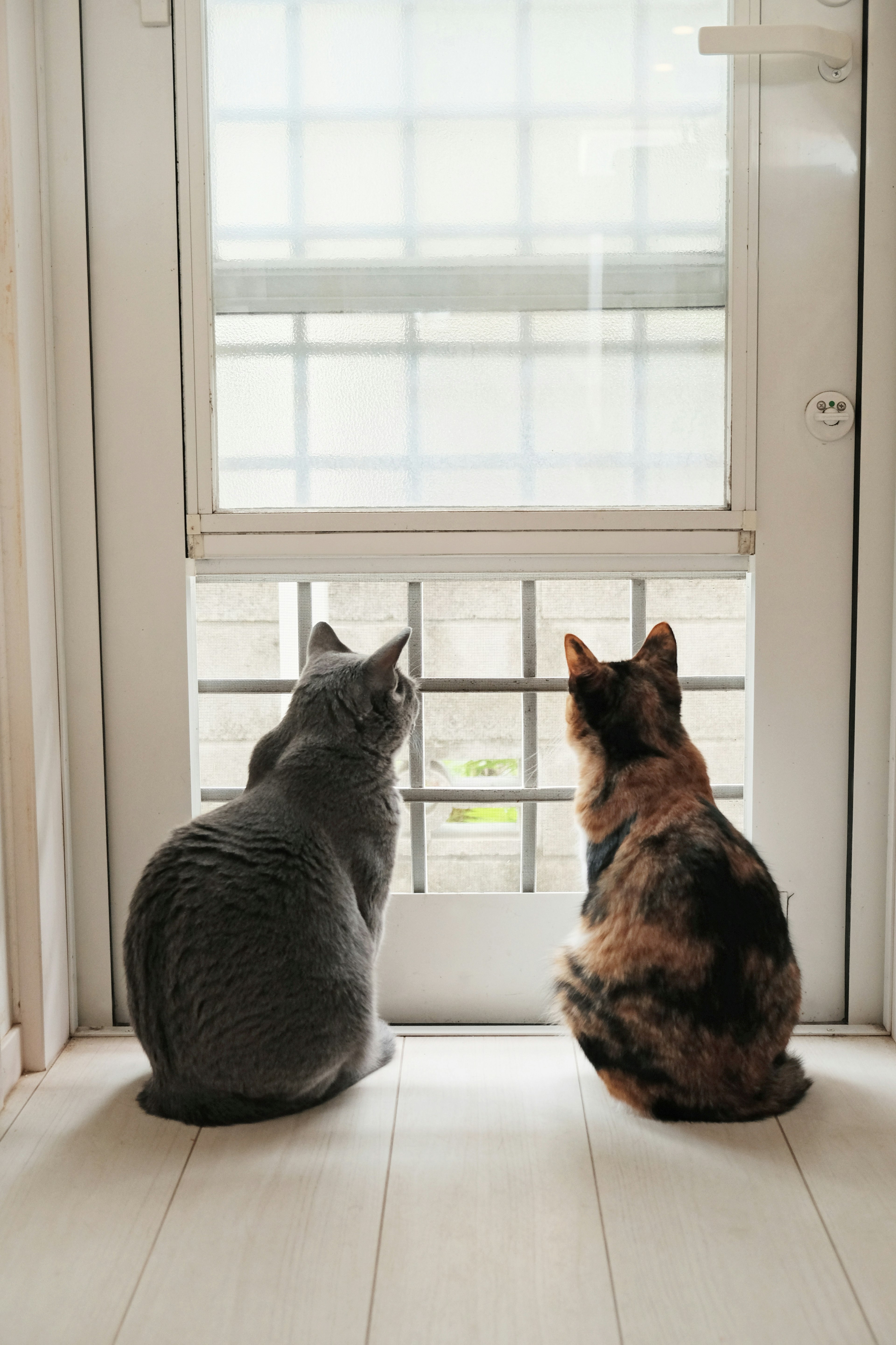 Dua kucing duduk di dekat jendela melihat ke luar