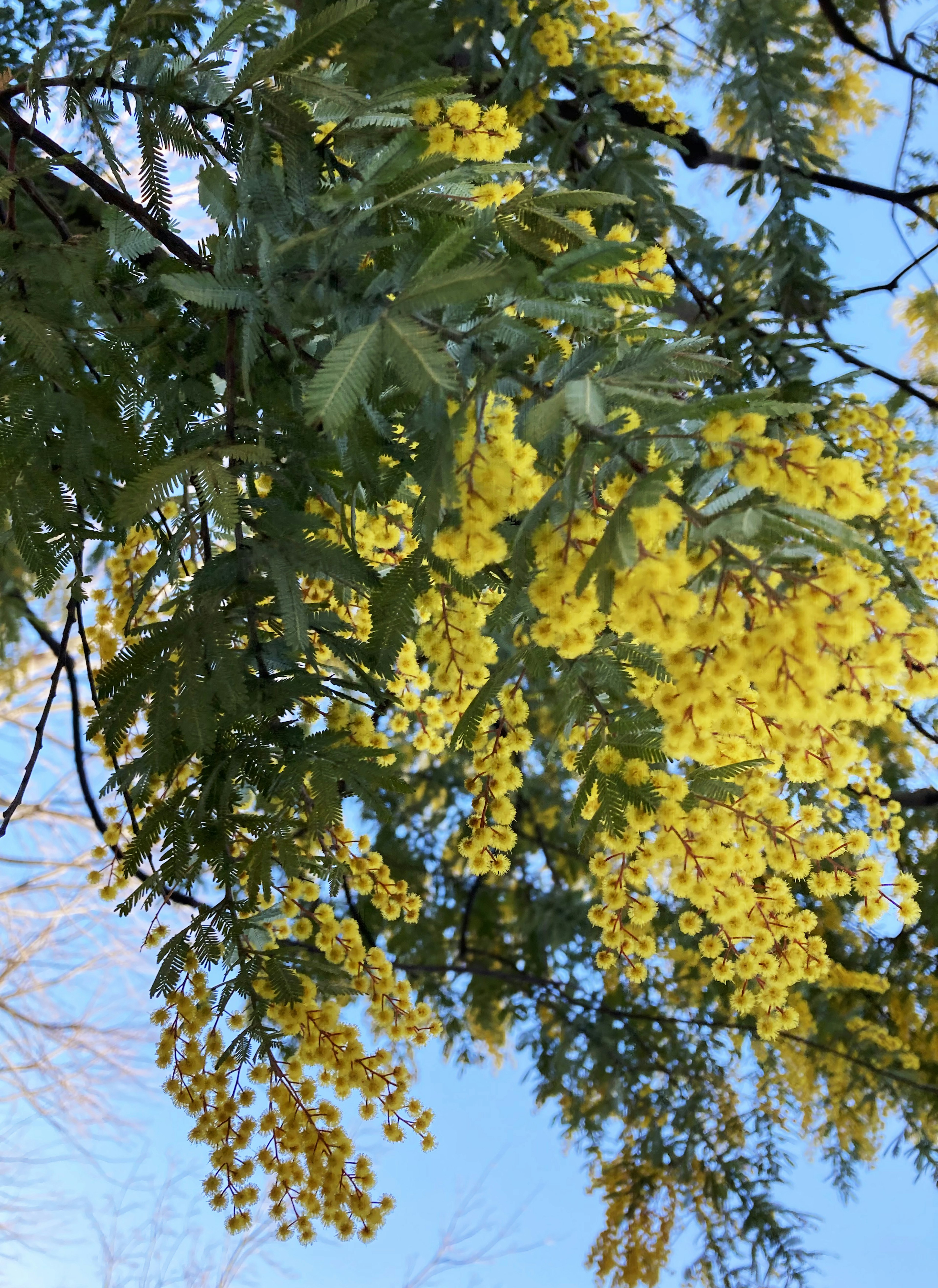 Una rama con racimos de flores amarillas vibrantes colgando bajo un cielo azul