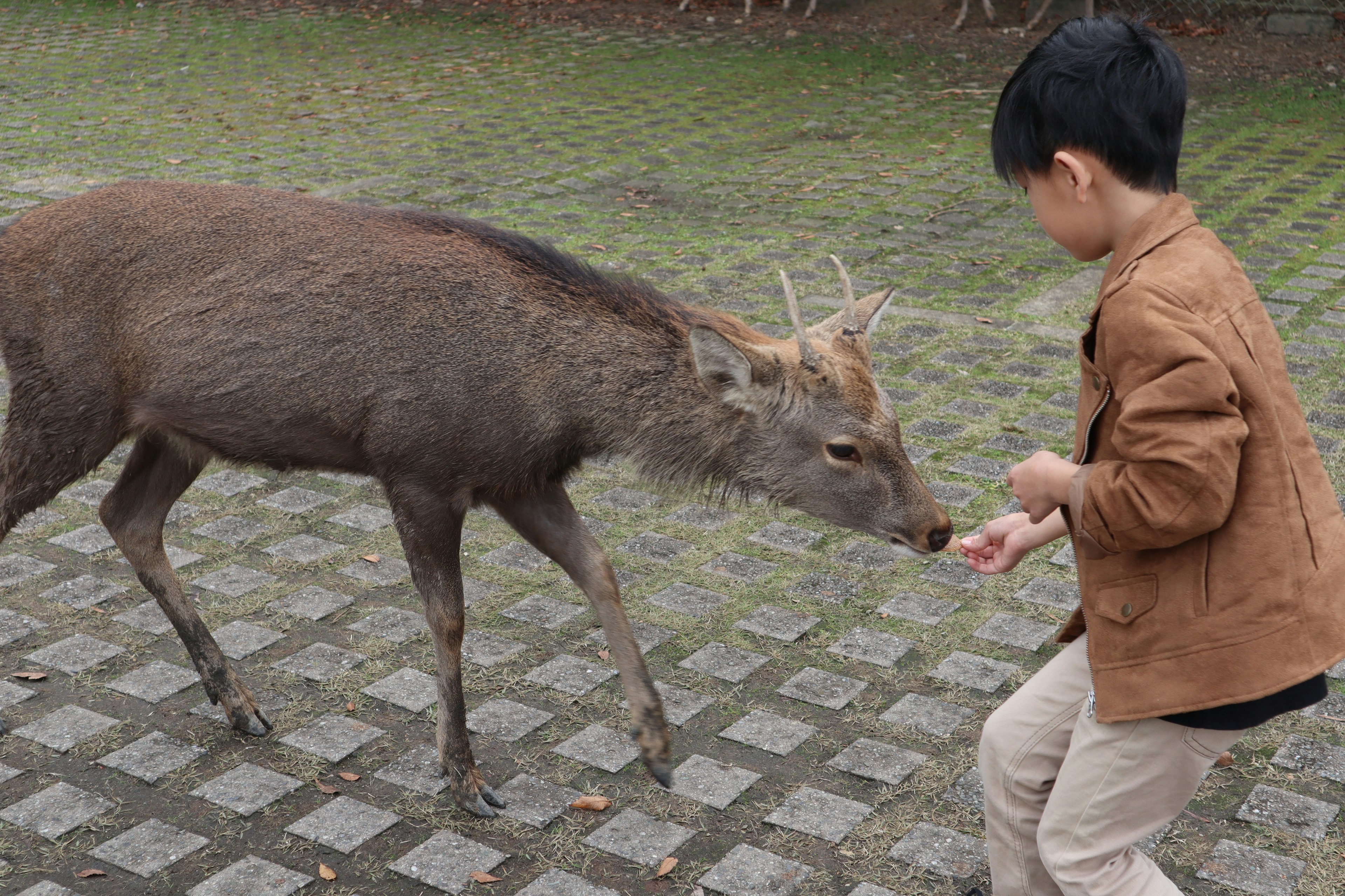 Ein Kind füttert einen Hirsch in einem Park