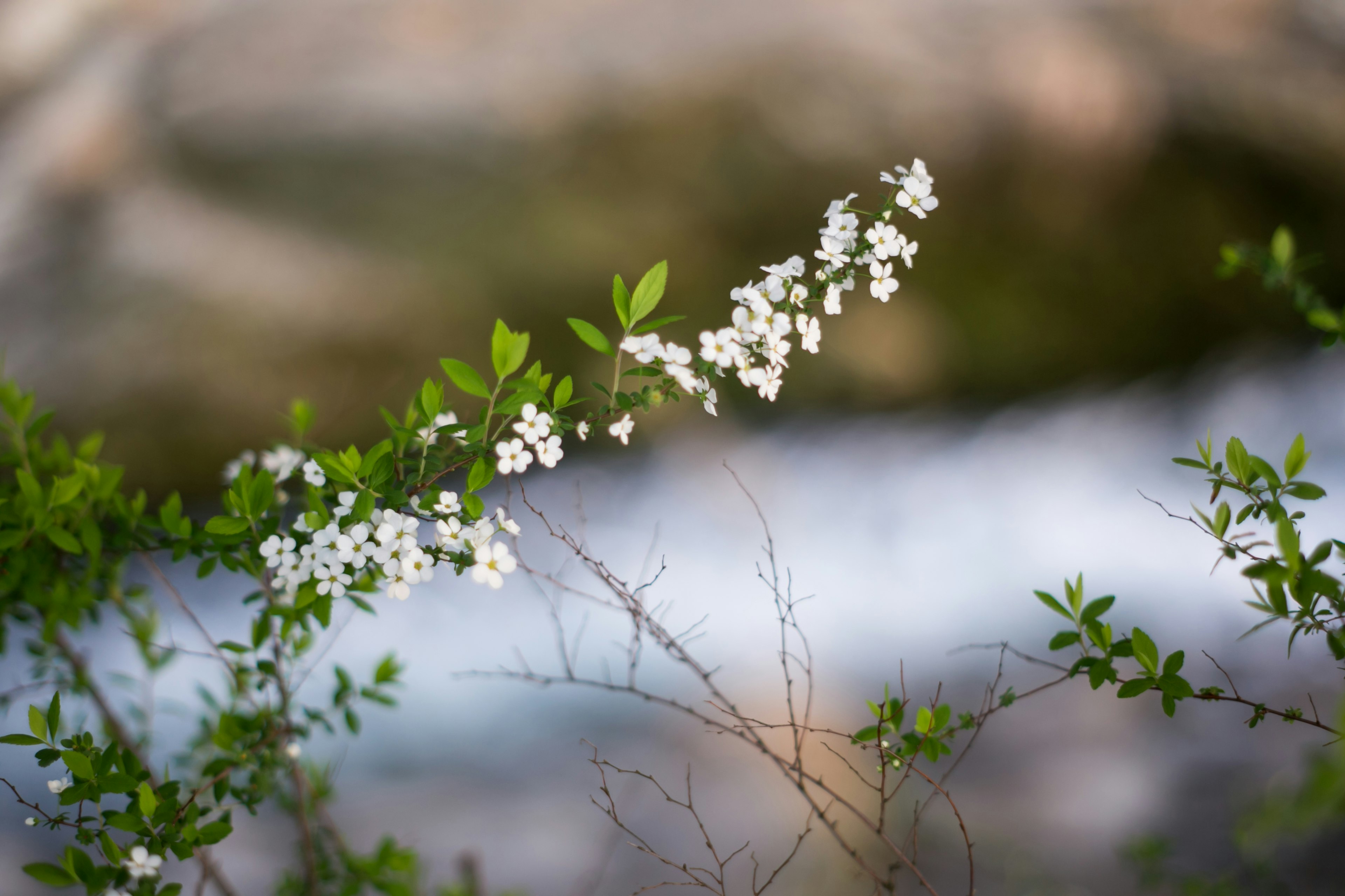 Branche avec des fleurs blanches et des feuilles vertes près de l'eau qui coule