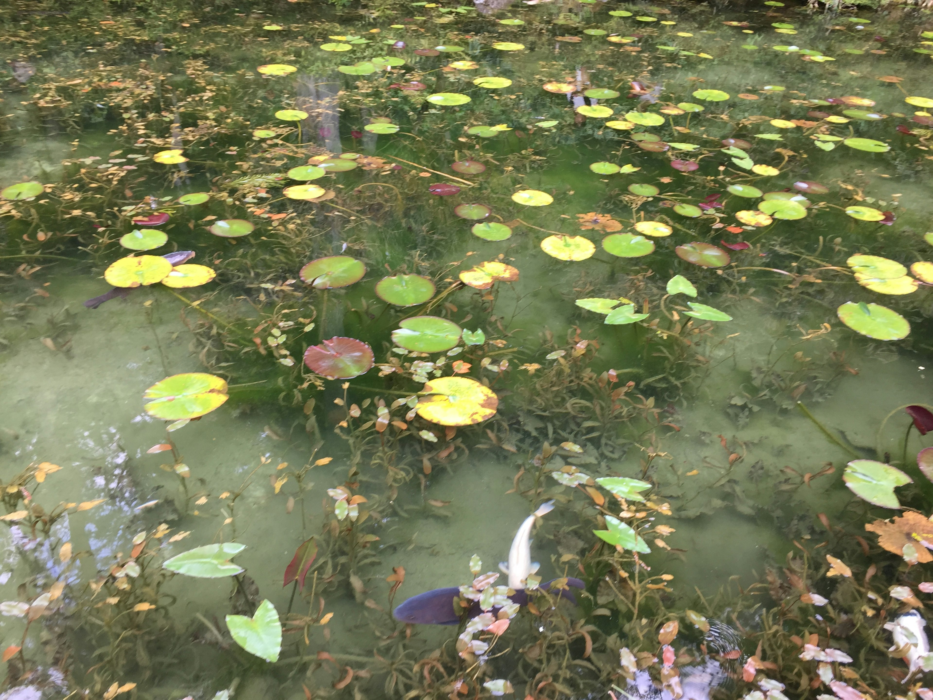 ภาพบ่อที่เงียบสงบมีใบบัวสีเขียวและสีเหลืองลอยอยู่บนผิวน้ำ