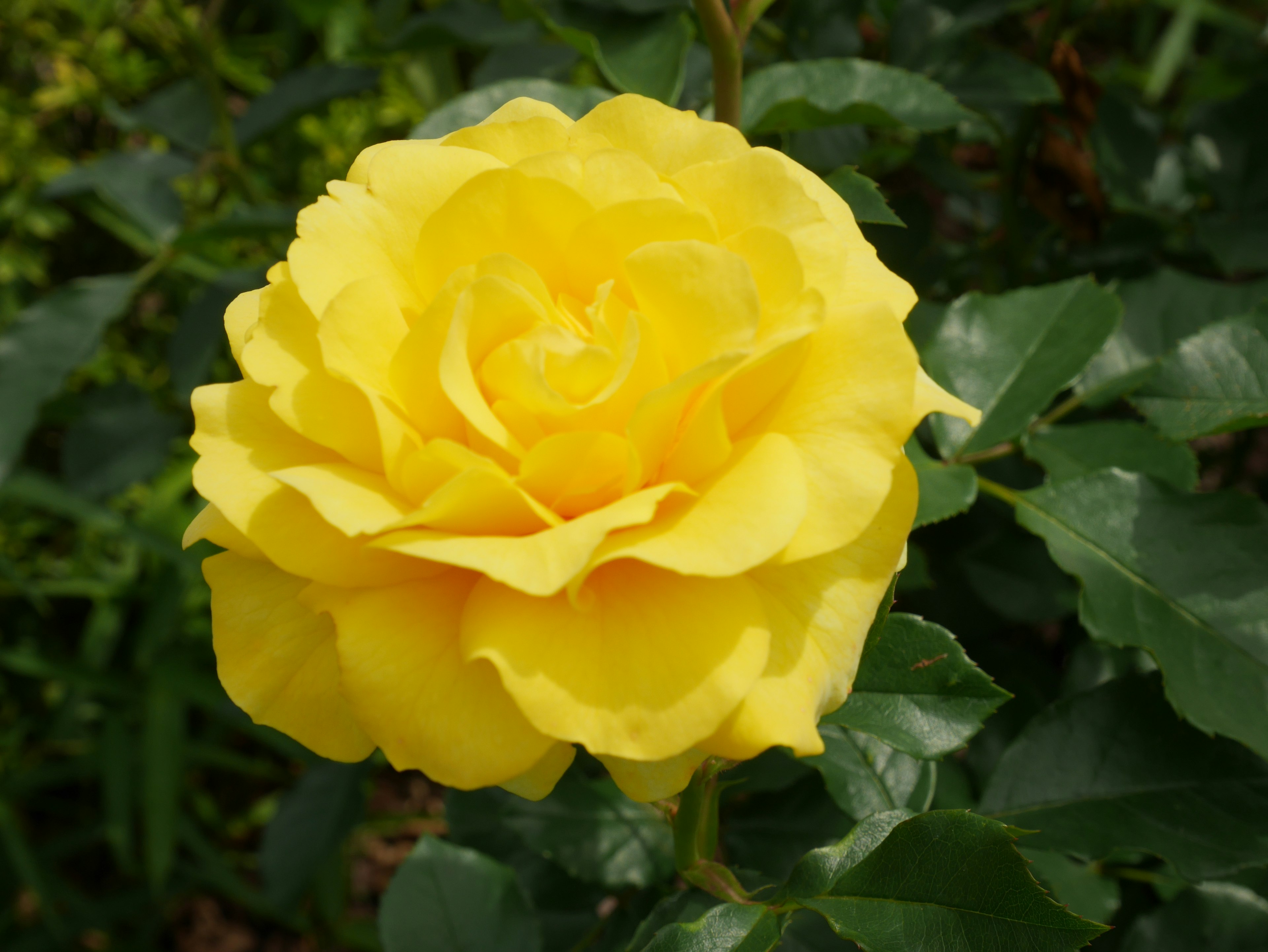 A vibrant yellow rose flower surrounded by green leaves